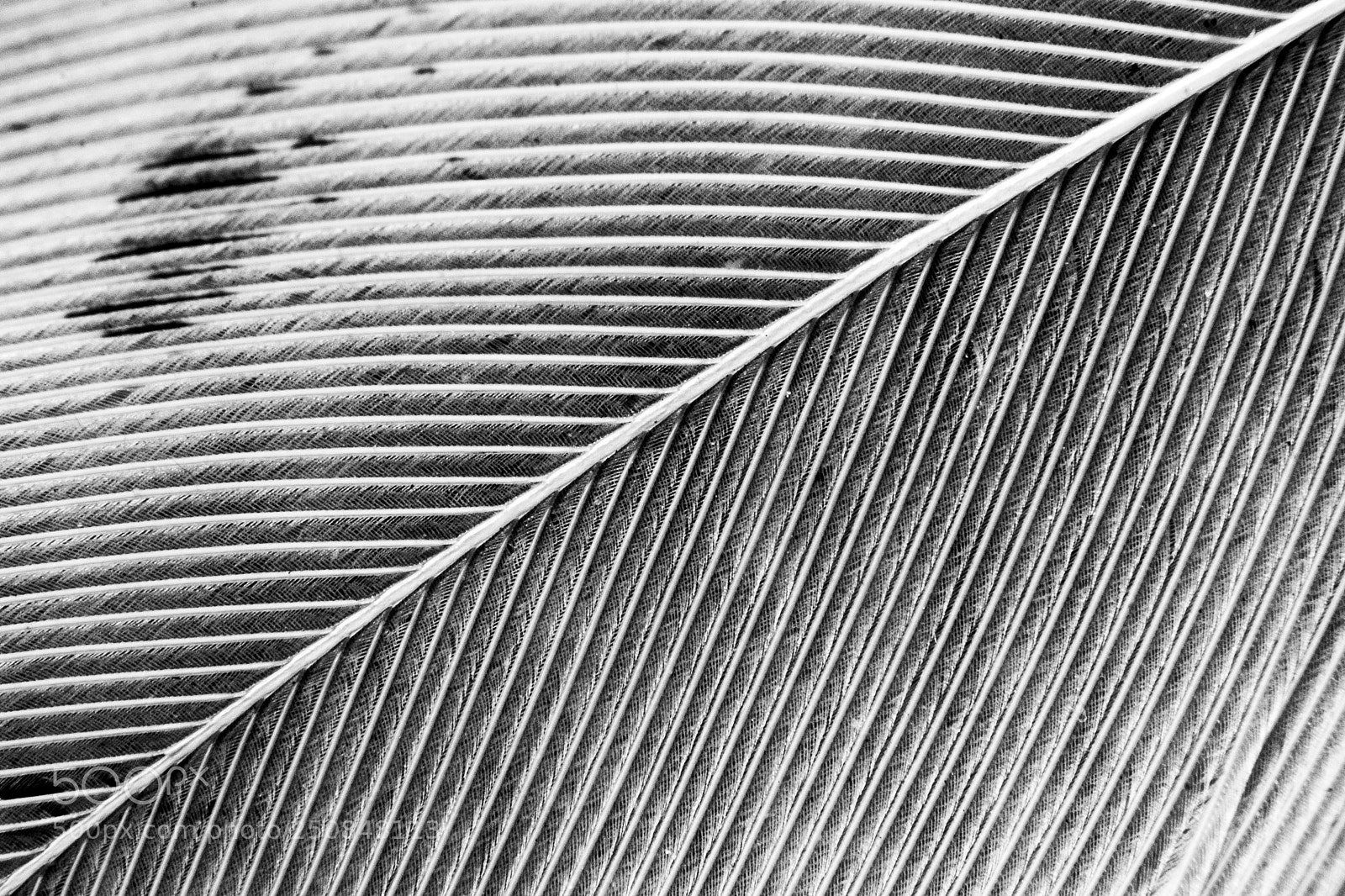 Canon EOS 100D (EOS Rebel SL1 / EOS Kiss X7) sample photo. Close-up of a white photography