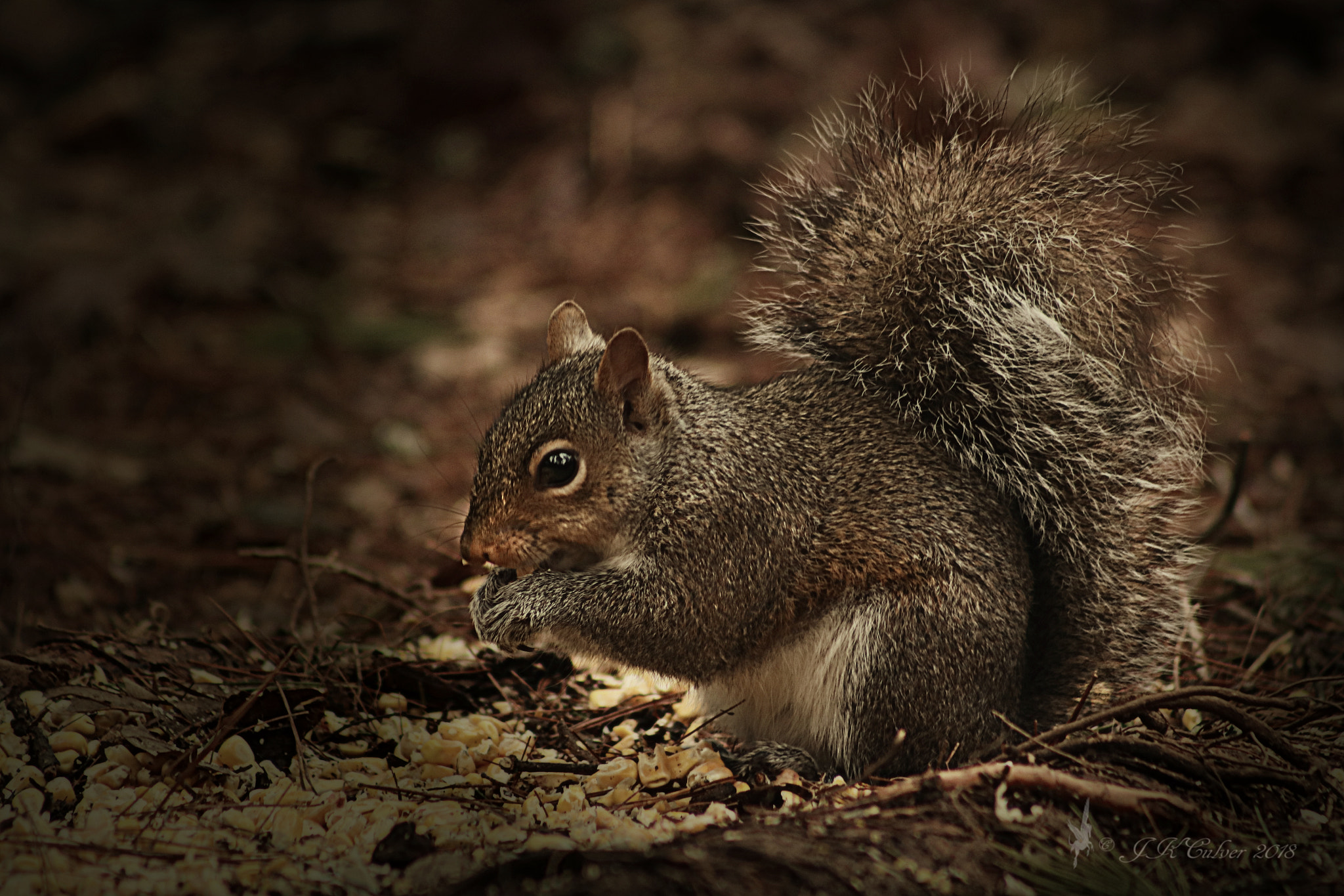 Canon EF 75-300mm f/4-5.6 sample photo. Sciurus carolinensis photography