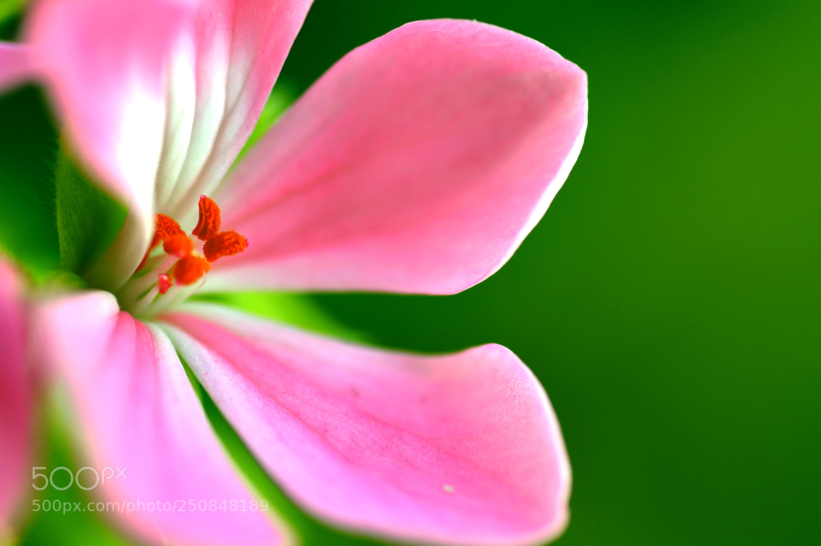 Nikon D3200 sample photo. Natural   color   life photography