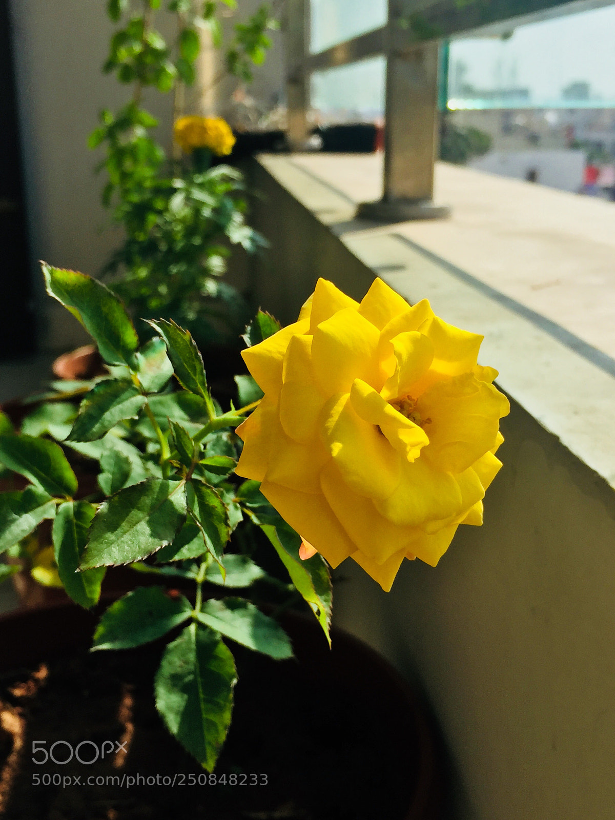 Apple iPhone 6 sample photo. May be the best photography