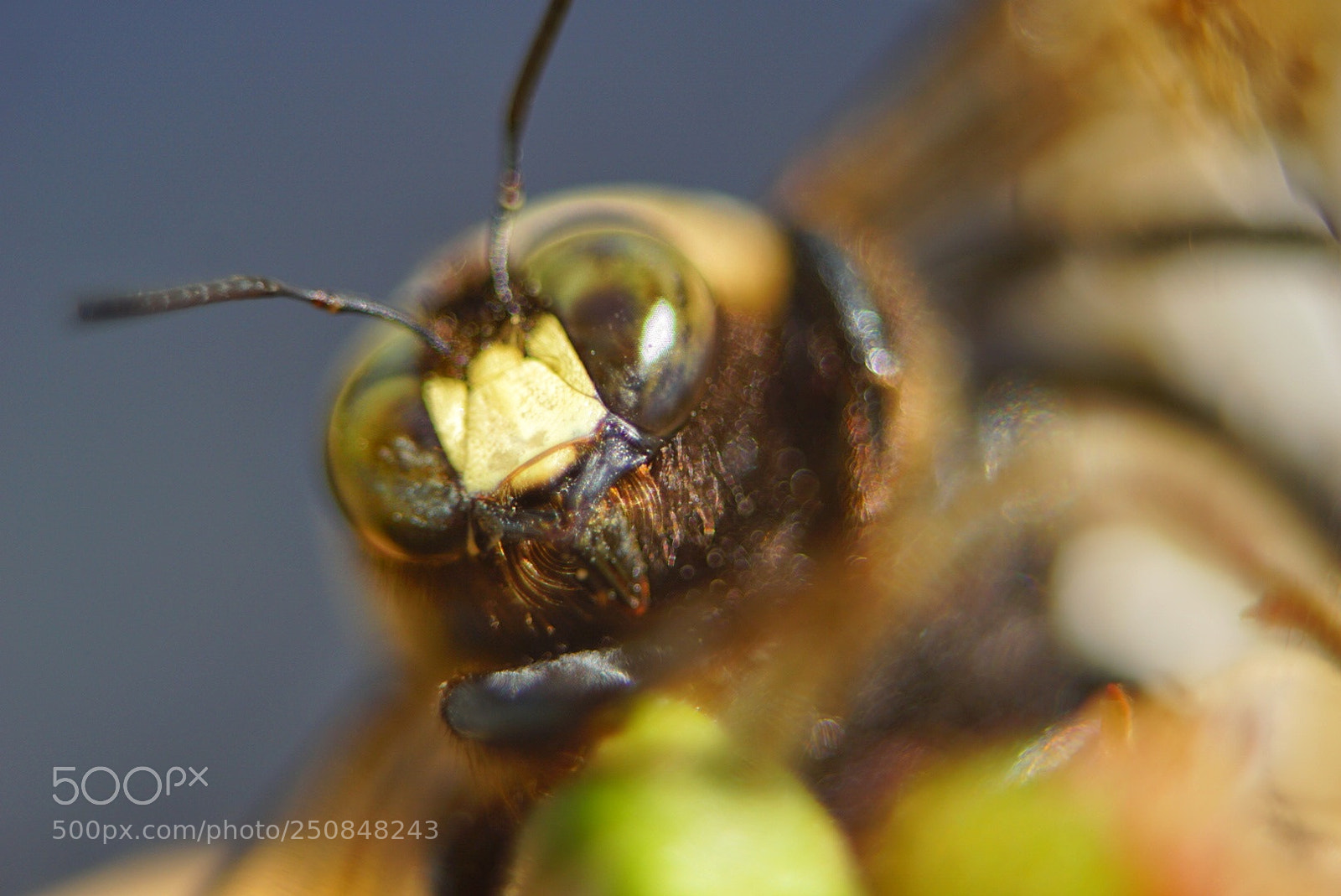 Sony a6000 sample photo. Carpenter bee photography