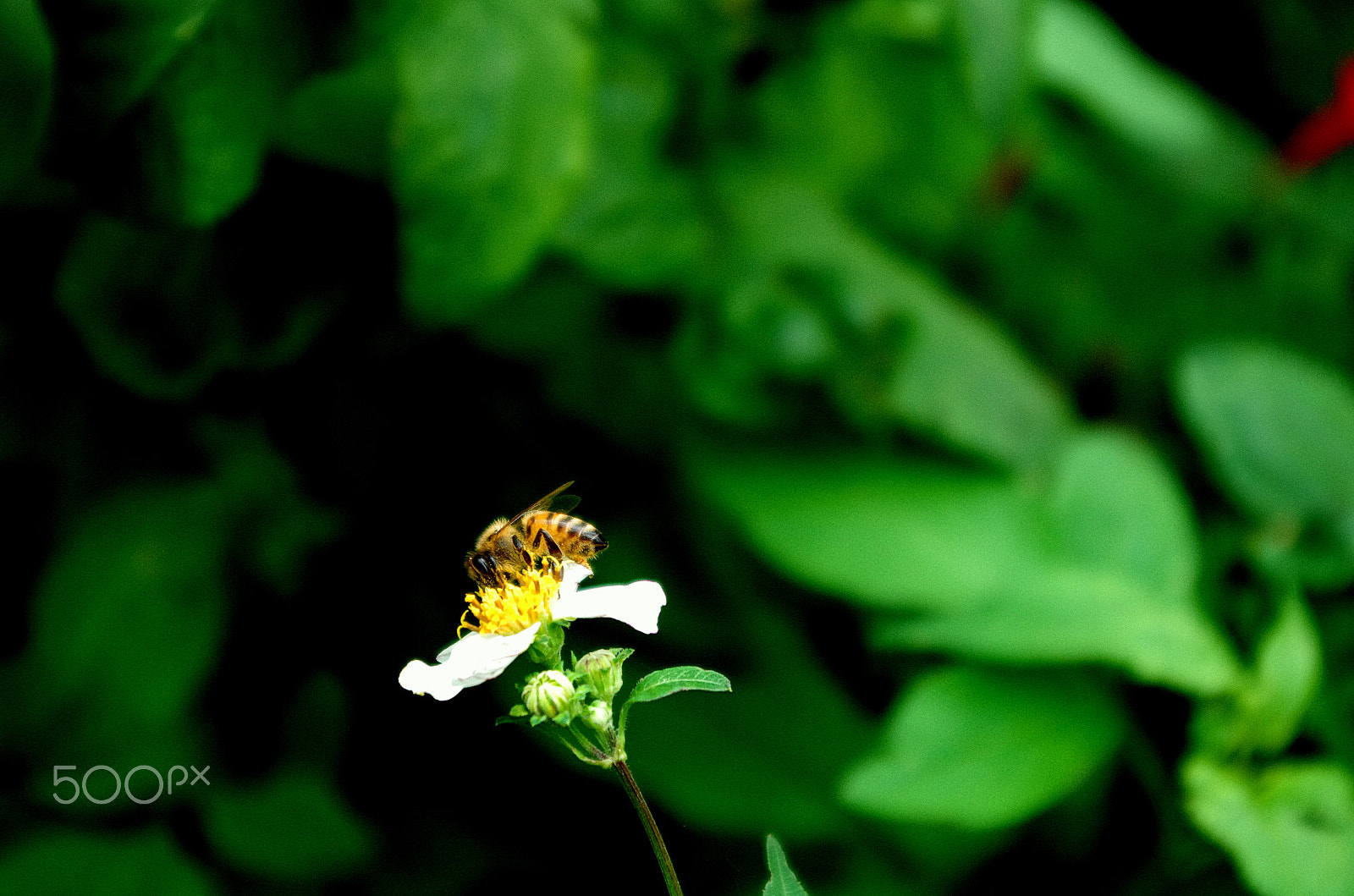 Pentax K-5 IIs + Pentax smc DA 18-55mm F3.5-5.6 AL WR sample photo. Hi sunny photography