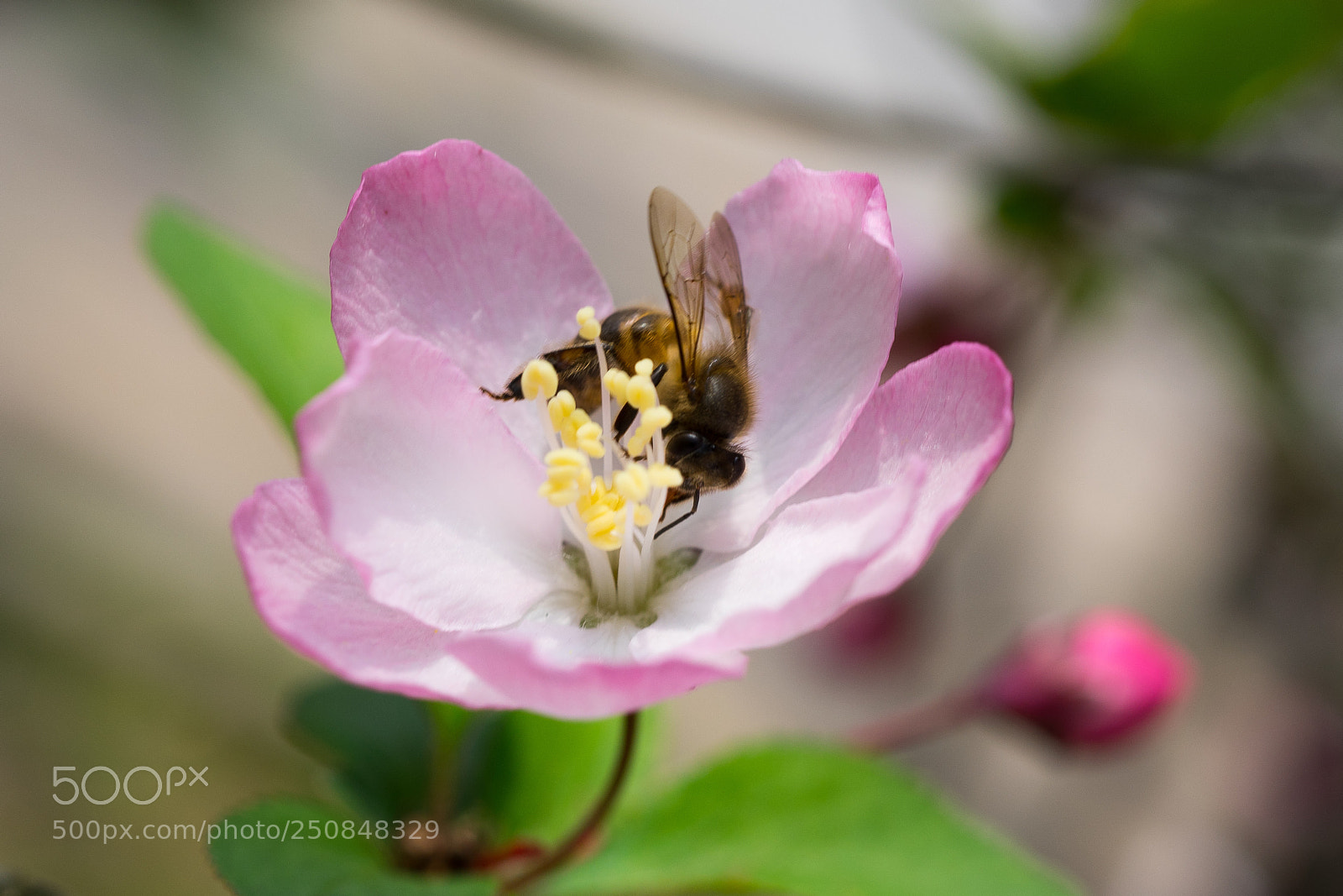 Sony a7 sample photo. Crab apple #1 photography