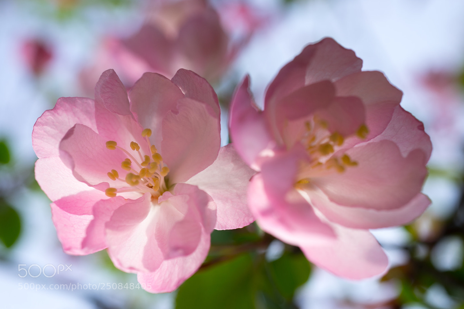 Sony a7 sample photo. Crab apple #2 photography