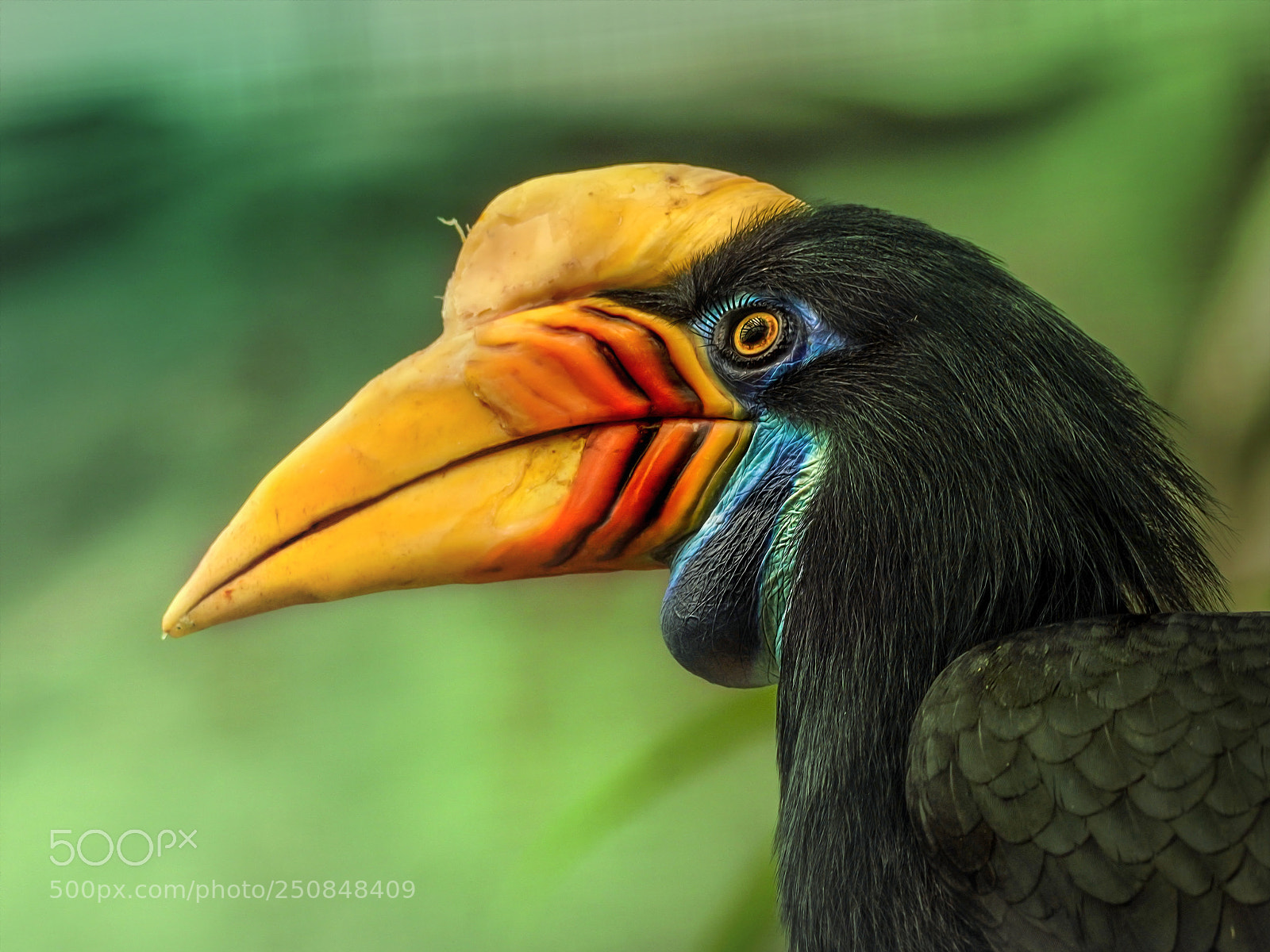 Sony a7R III sample photo. Tucan #2# photography