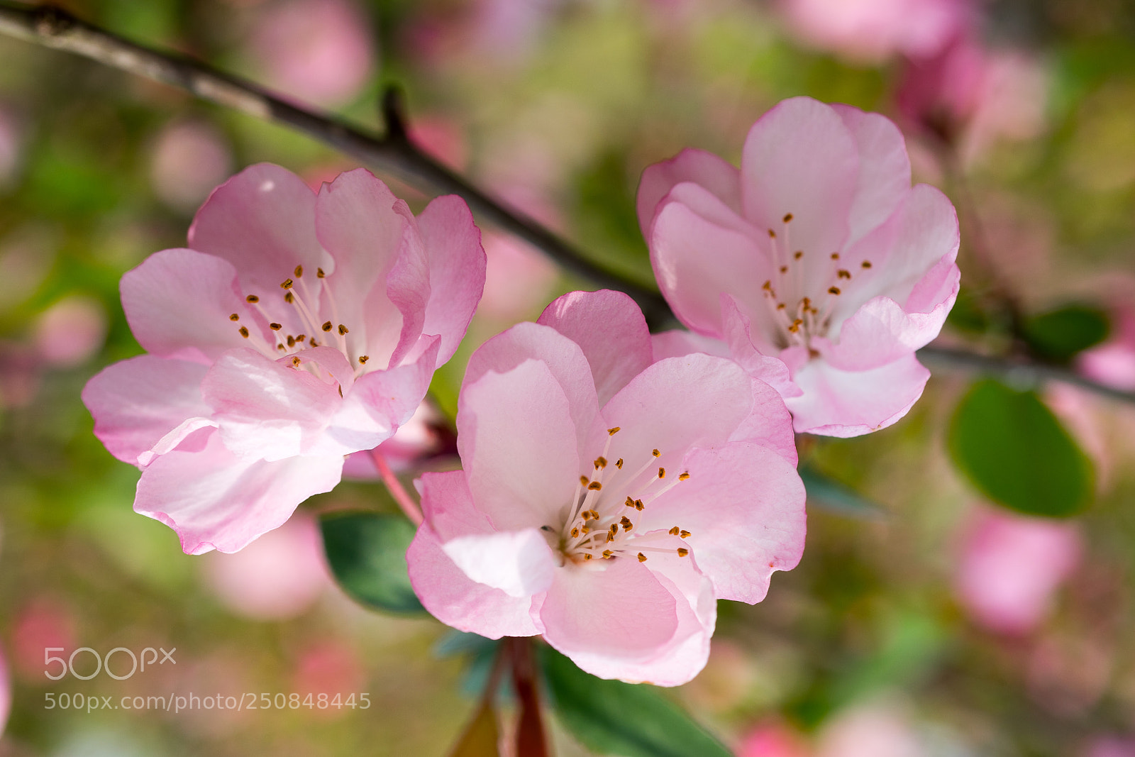 Sony a7 sample photo. Crab apple #3 photography