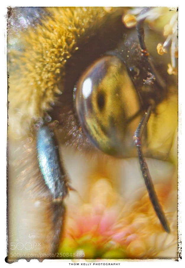 Sony a6000 sample photo. Carpenter bee photography