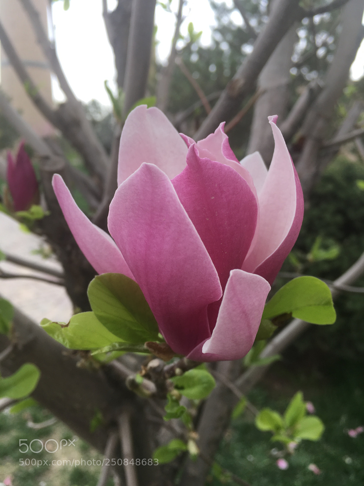Apple iPhone SE sample photo. Magnolia 1 photography