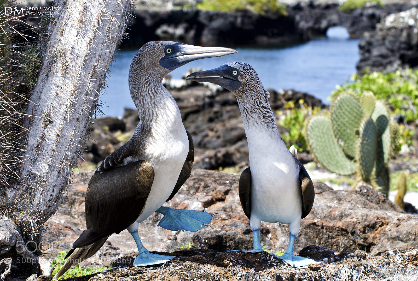 Nikon D7000 sample photo. Galapagos - blue-footed booby photography