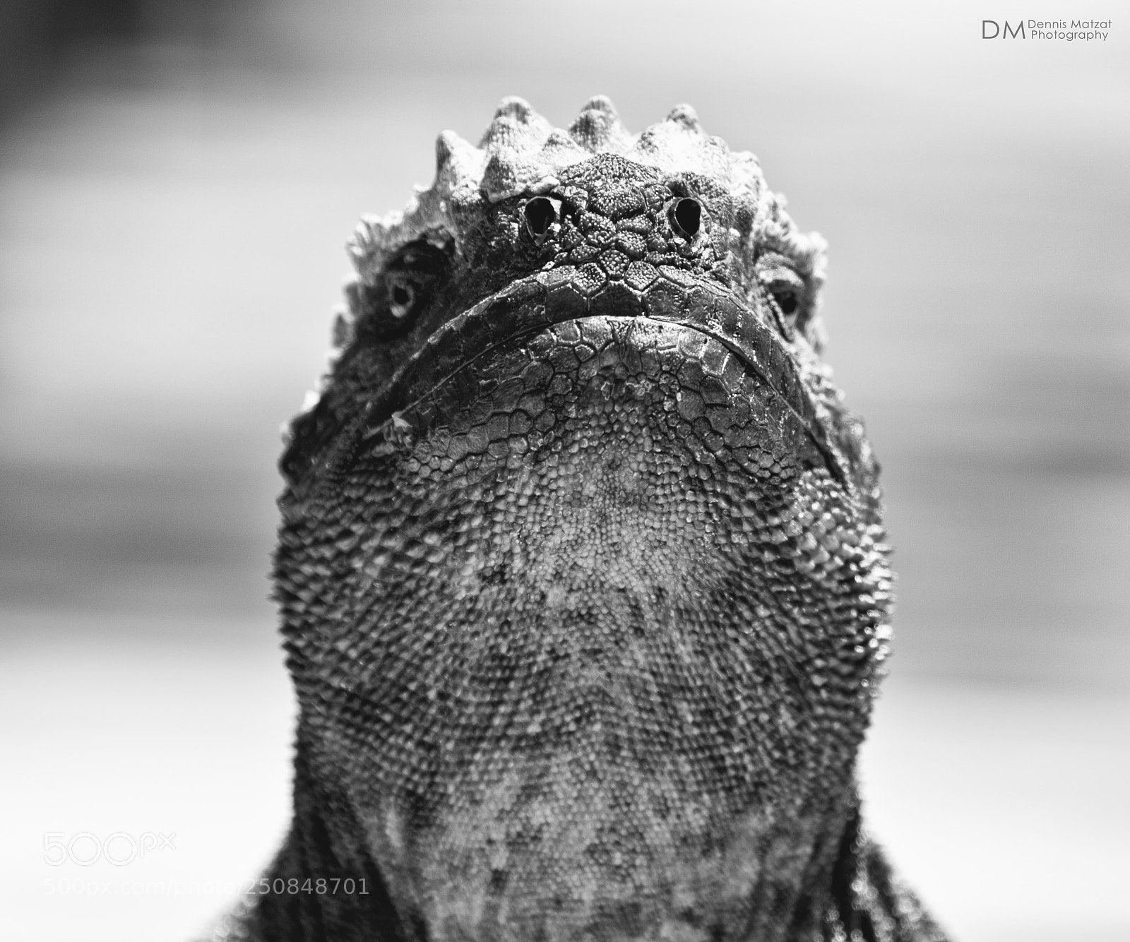 Nikon D7000 sample photo. Galapagos iguana photography