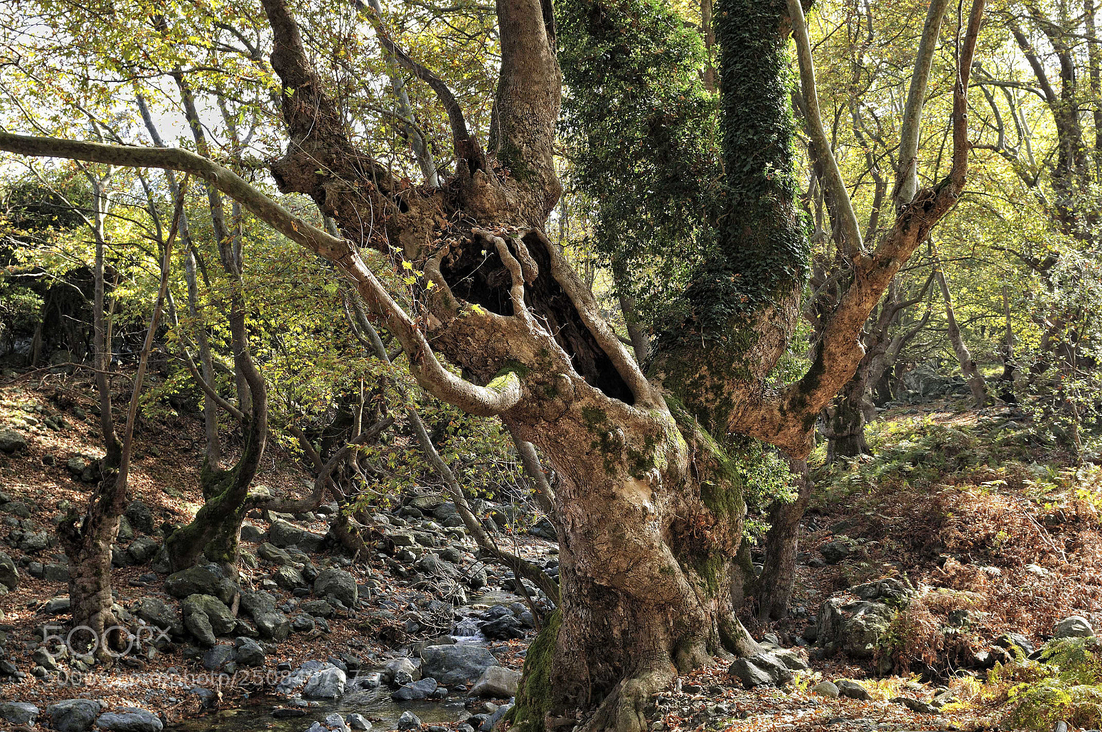 Nikon D300S sample photo. Howling. photography