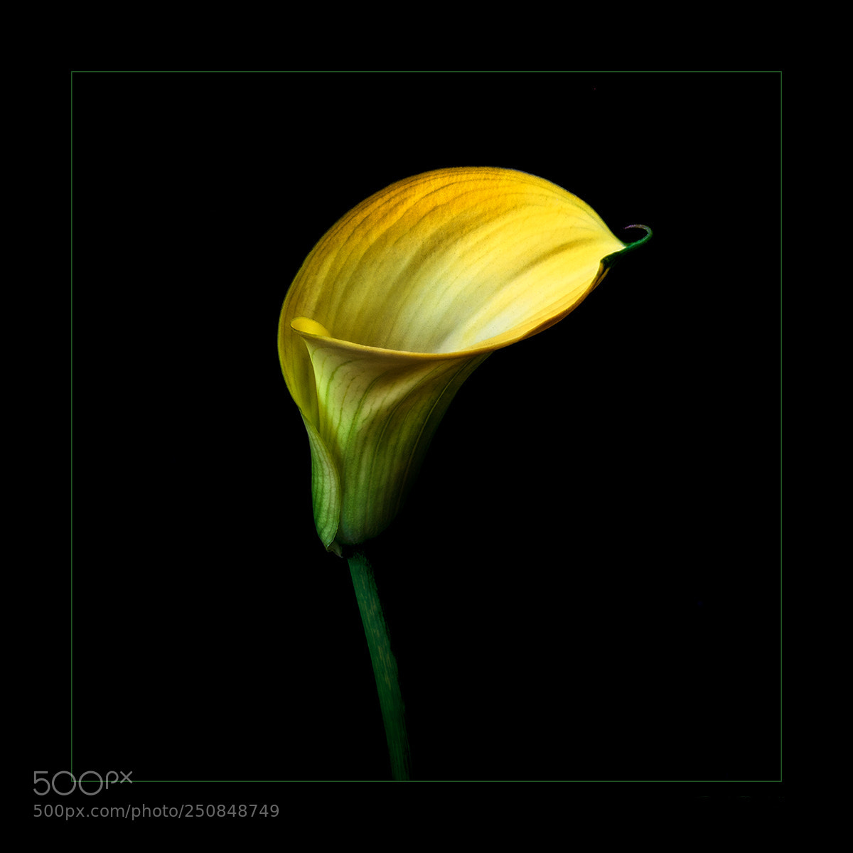 Canon EOS 5D Mark II sample photo. Calla lily photography