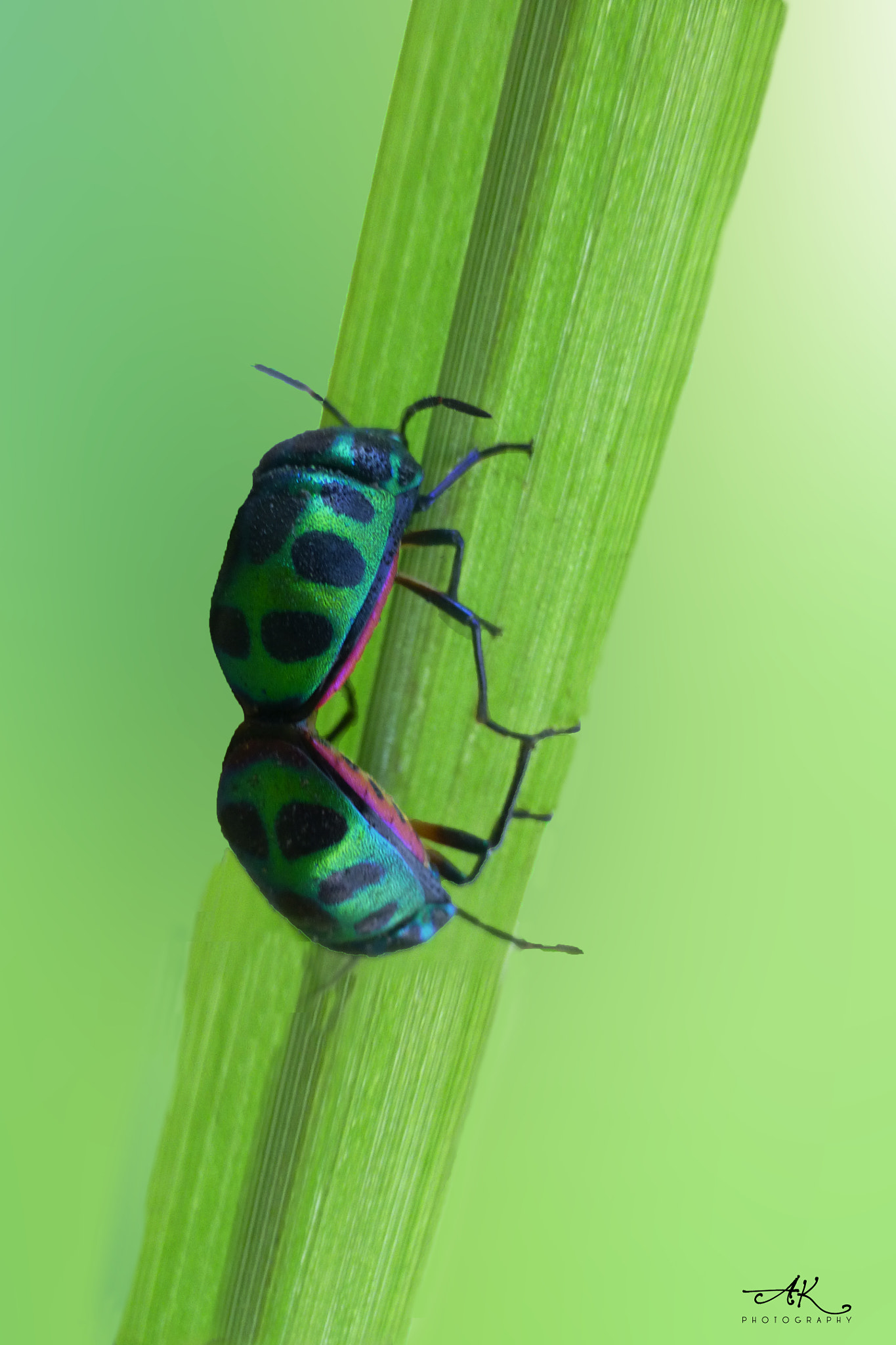 Panasonic Lumix DMC-ZS20 (Lumix DMC-TZ30) sample photo. Beatle mating photography