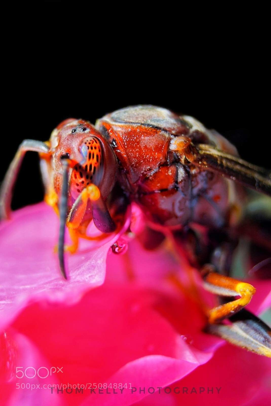 Sony a6000 sample photo. Red wasp photography
