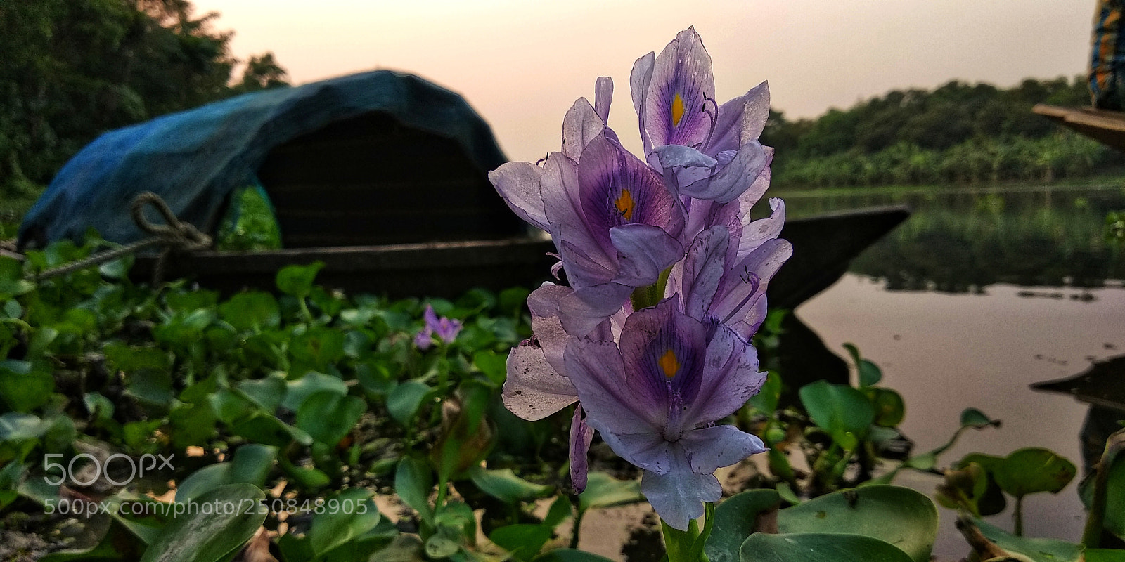 Xiaomi Redmi Note 5 sample photo. Img_20180322_171115-01.jpeg photography