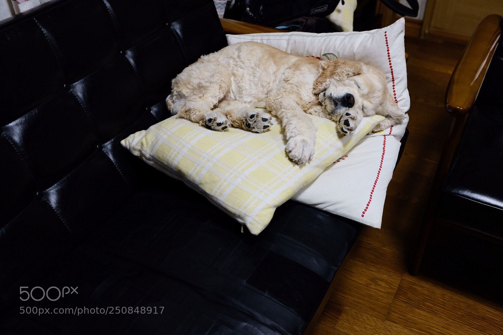 Fujifilm X100F sample photo. My dog photography