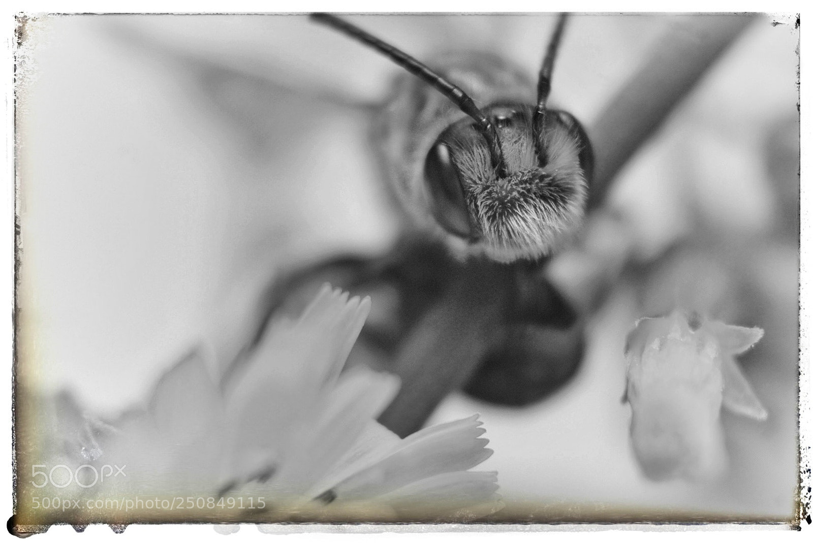 Sony a6000 sample photo. Bee photography