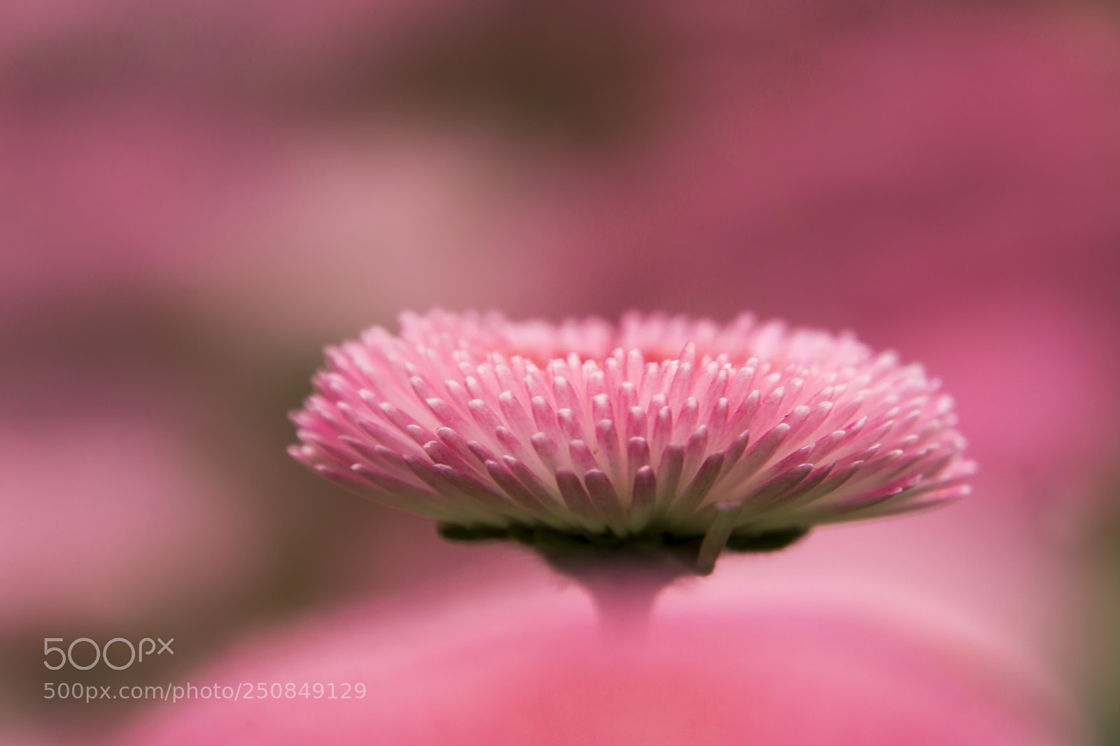 Sony a6000 sample photo. Pink photography