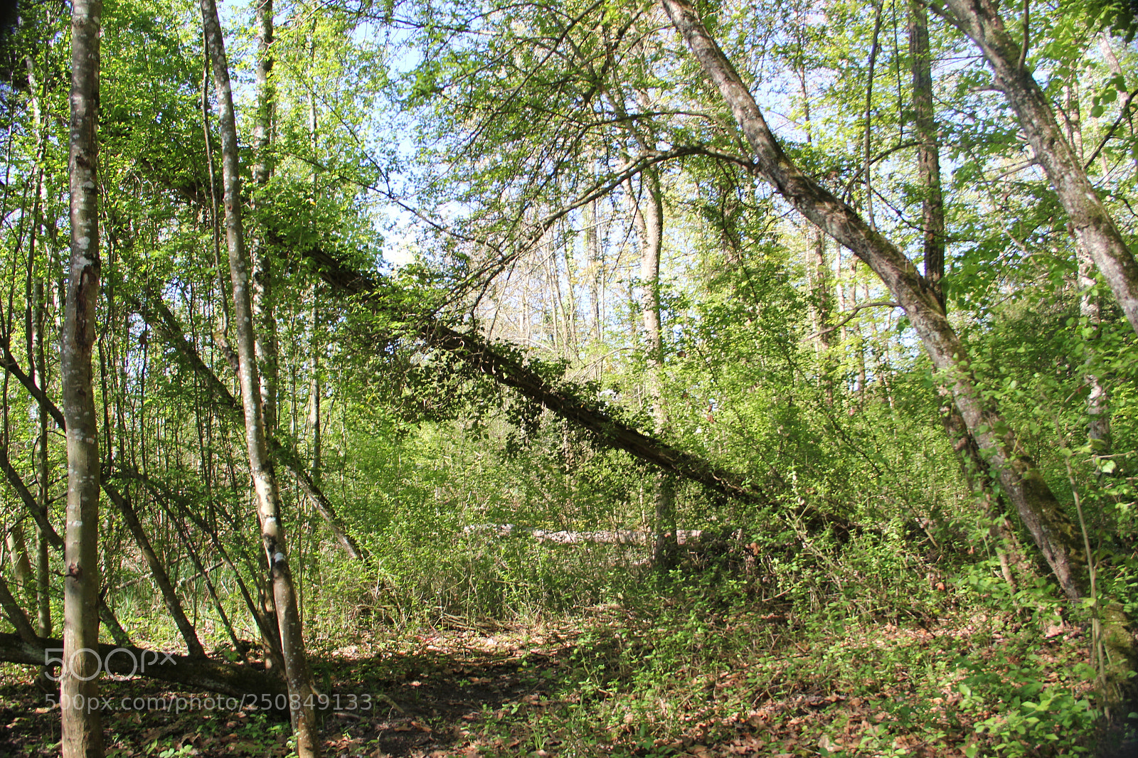 Canon EF-S 18-135mm F3.5-5.6 IS sample photo. Woods photography