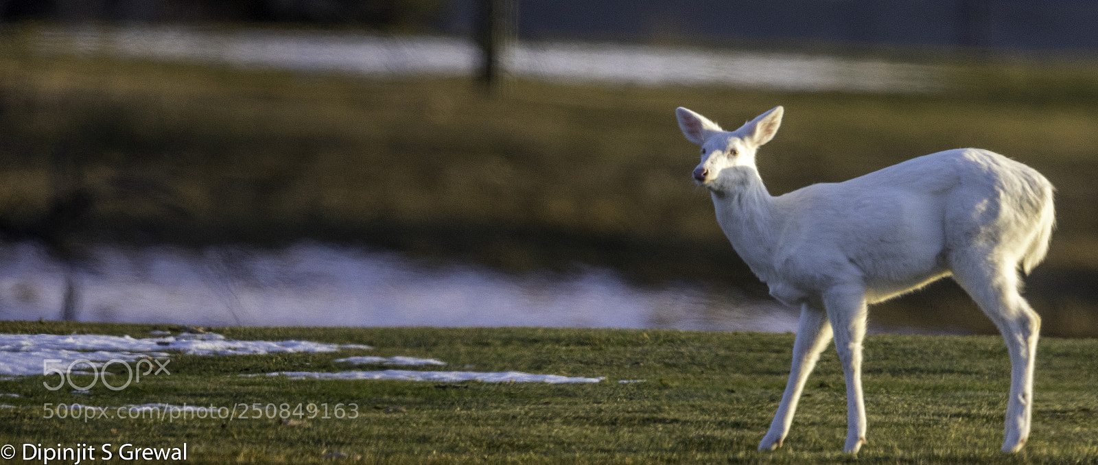 Canon EOS 5D Mark IV sample photo. White deer photography