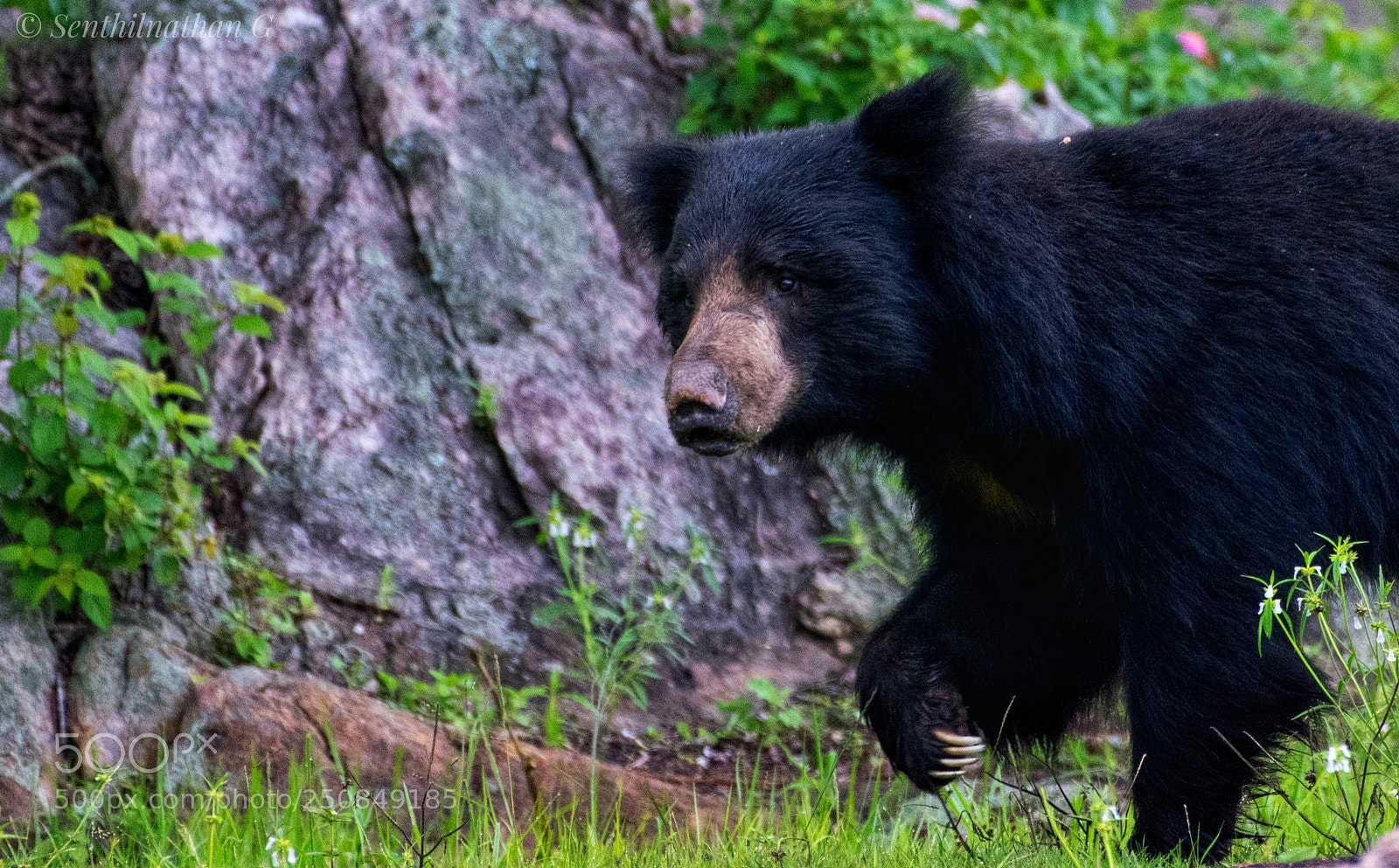 Nikon D5300 sample photo. Sloth bear photography