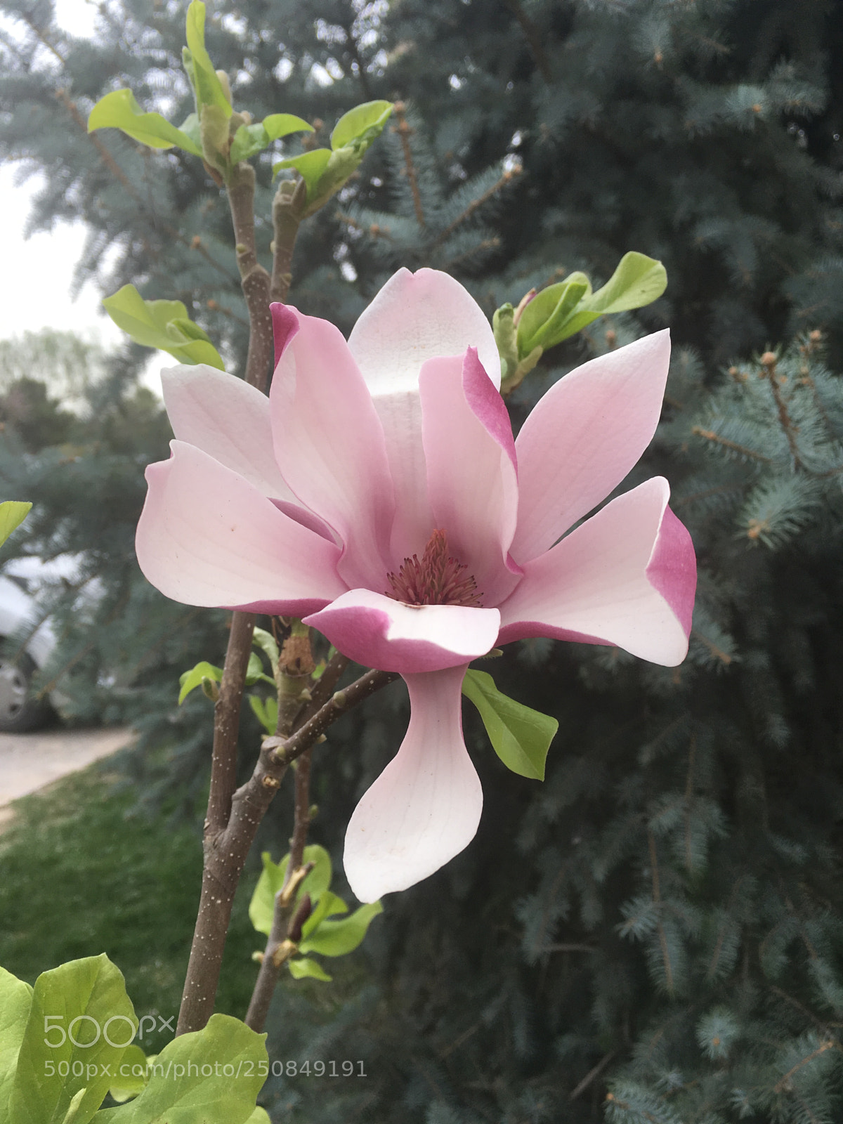 Apple iPhone SE sample photo. Magnolia 2 photography