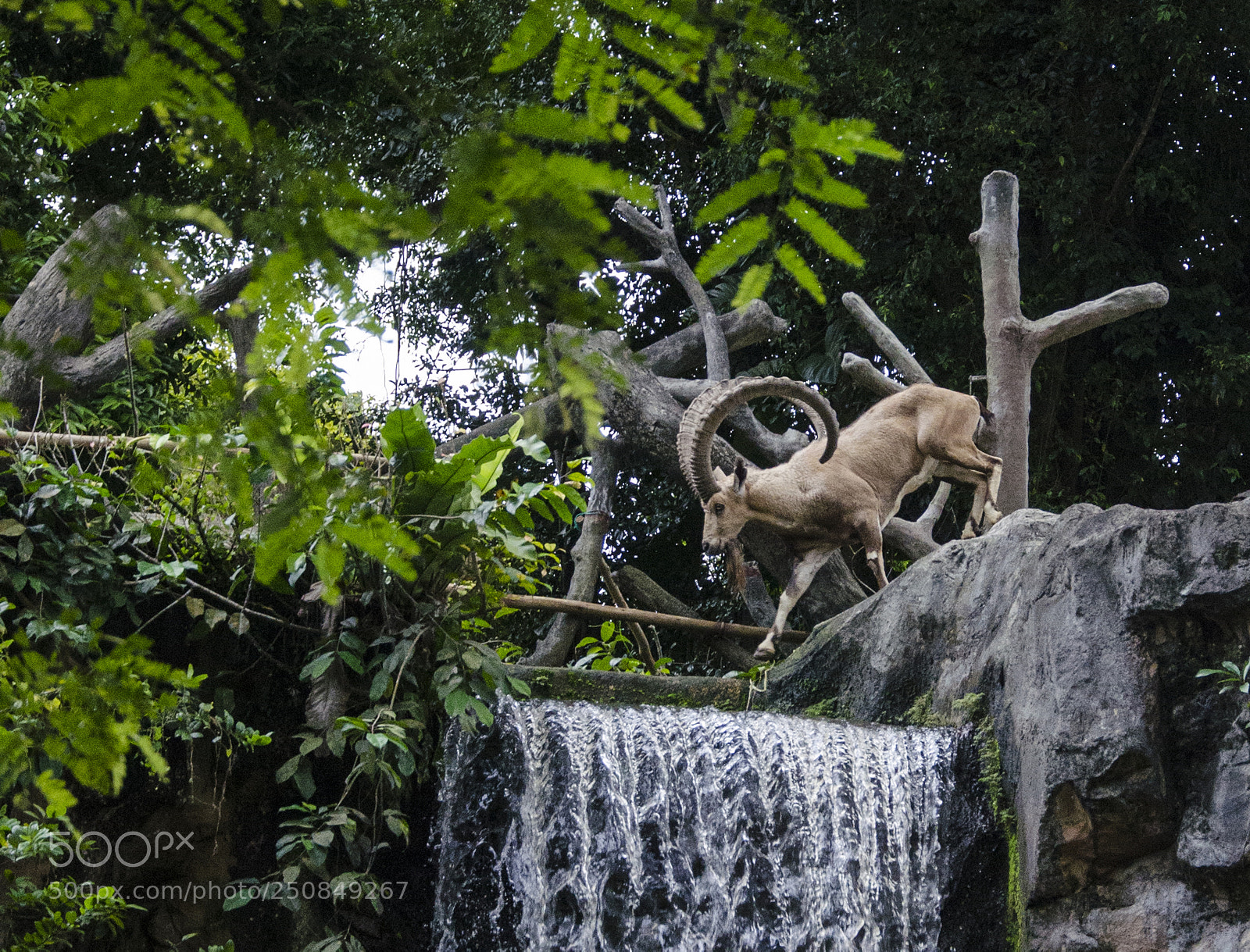 Nikon D5100 sample photo. Majestic ibex photography