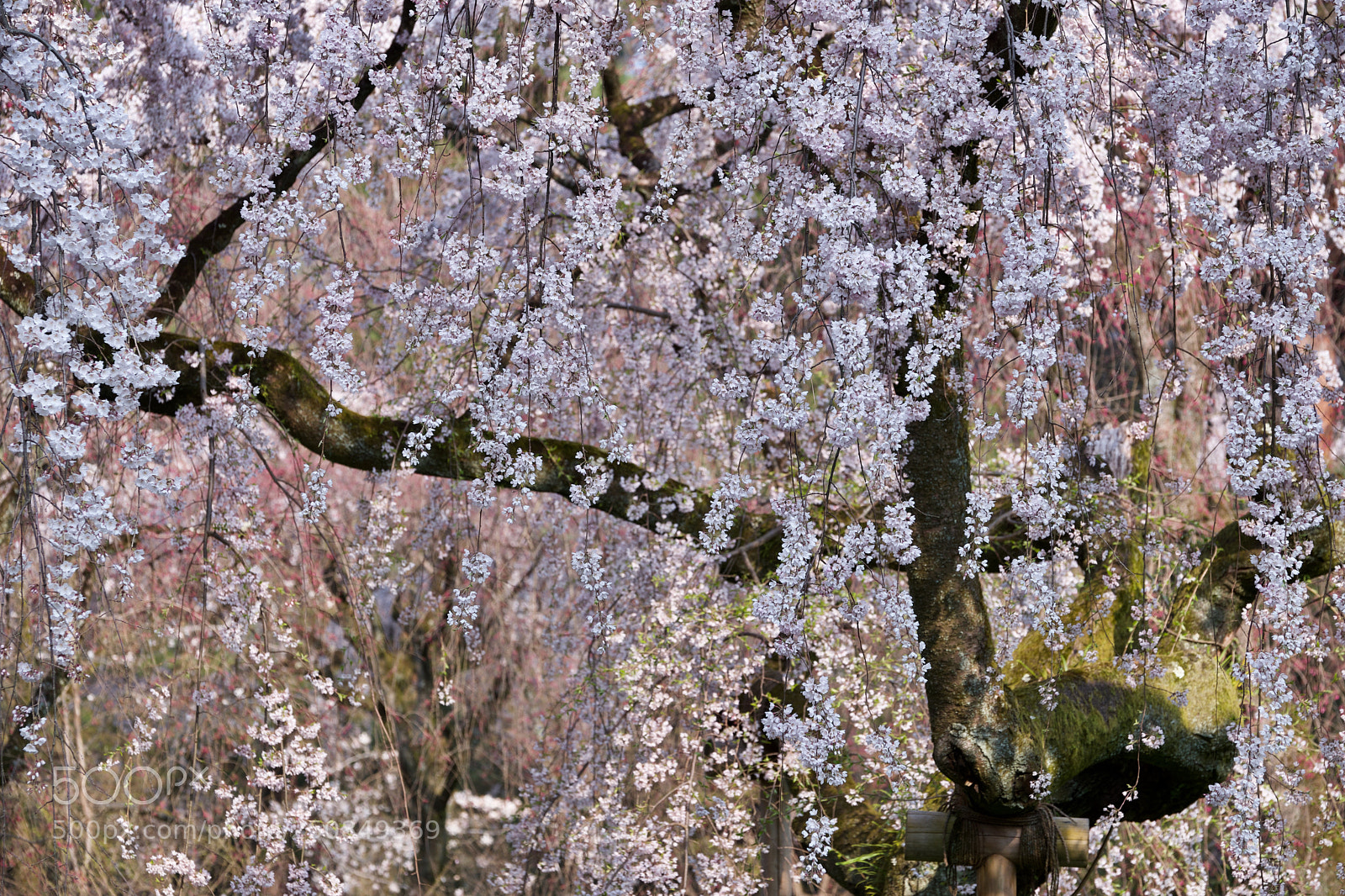Fujifilm X-T2 sample photo. Spring in full bloom photography