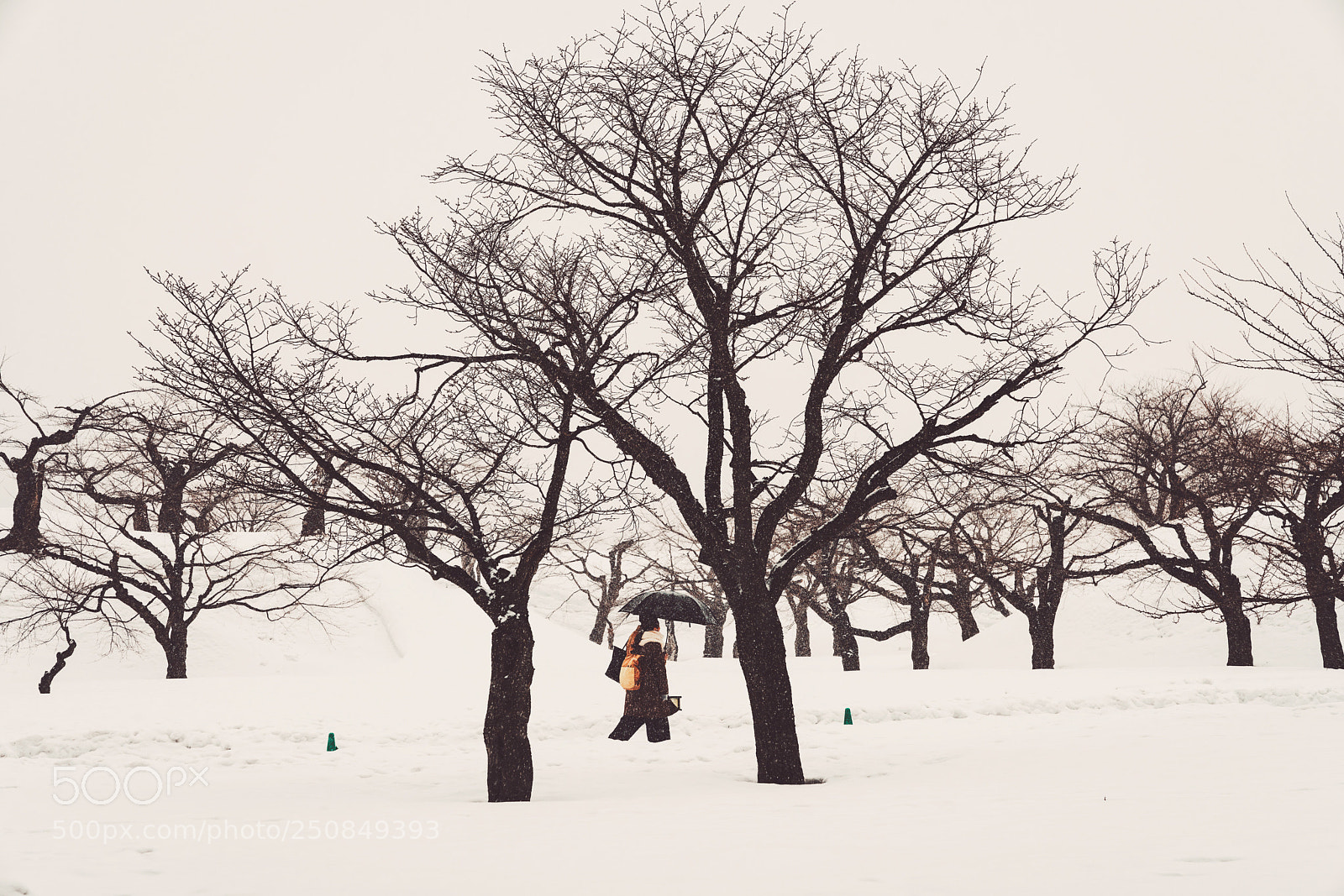 Sony a7R III sample photo. 行 photography