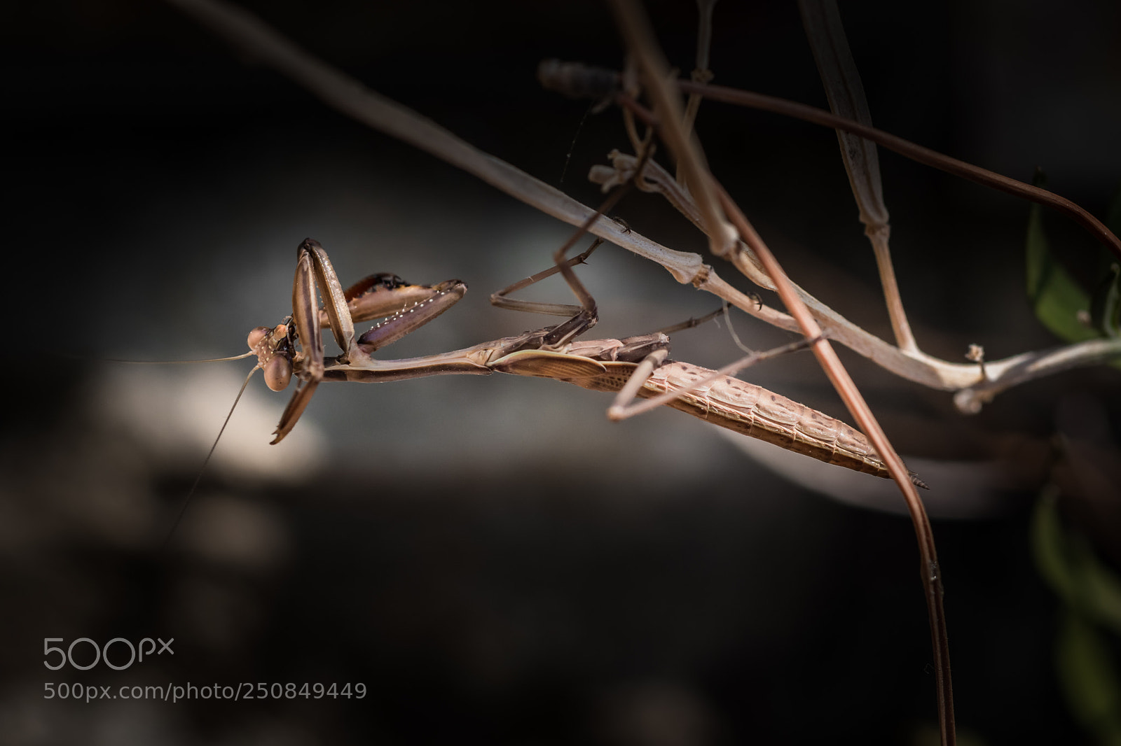 Nikon D500 sample photo. Praying mantis! photography