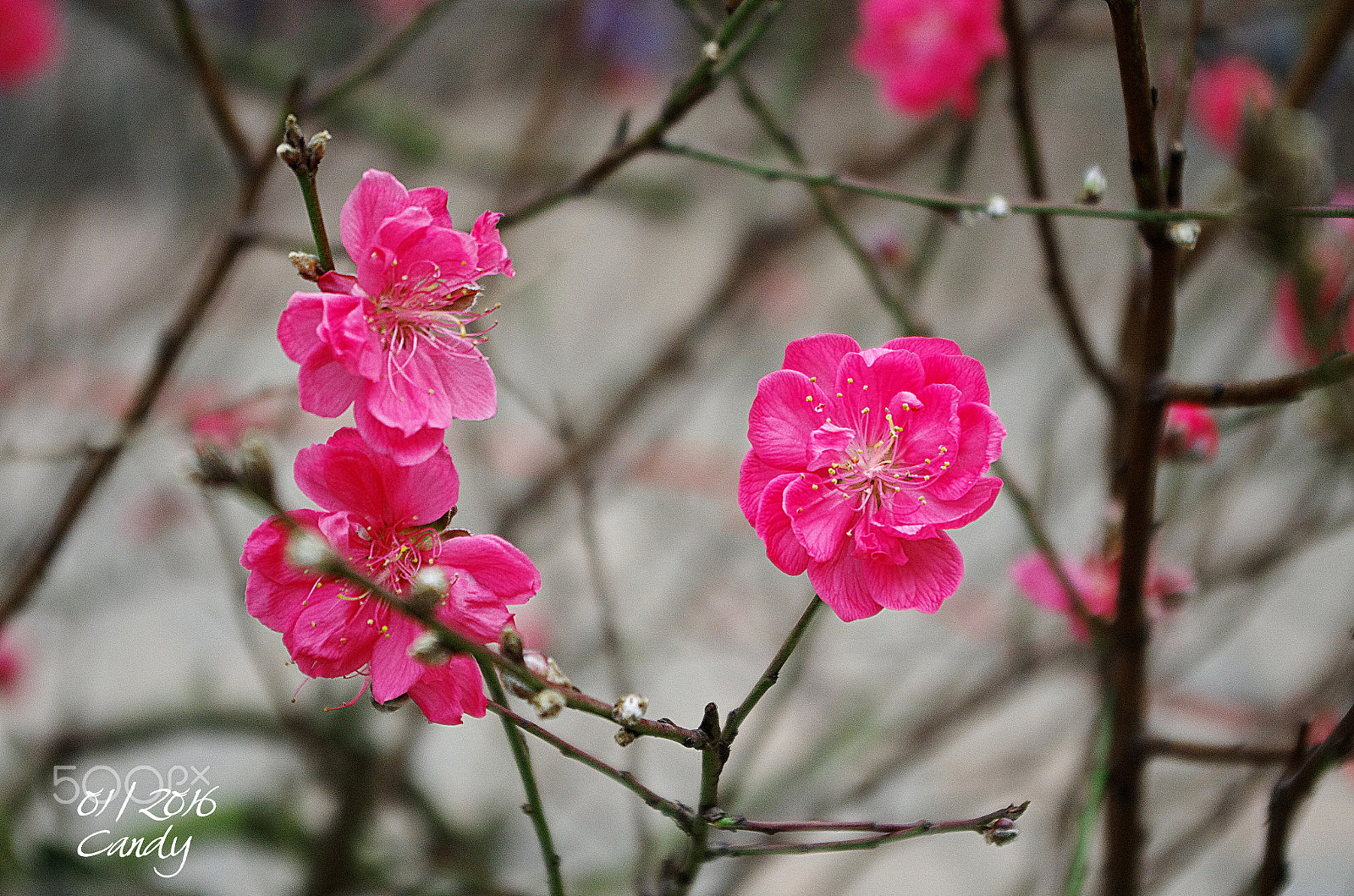 Pentax K-5 IIs sample photo. Cherry blossom photography