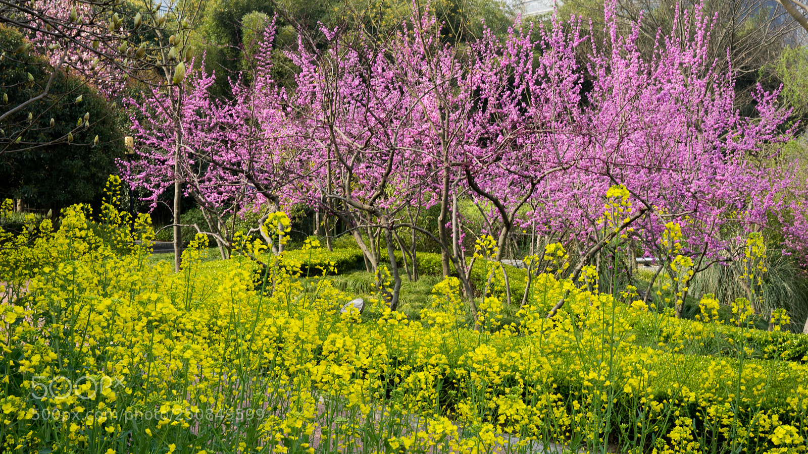 Sony a7 sample photo. Spring #3 photography