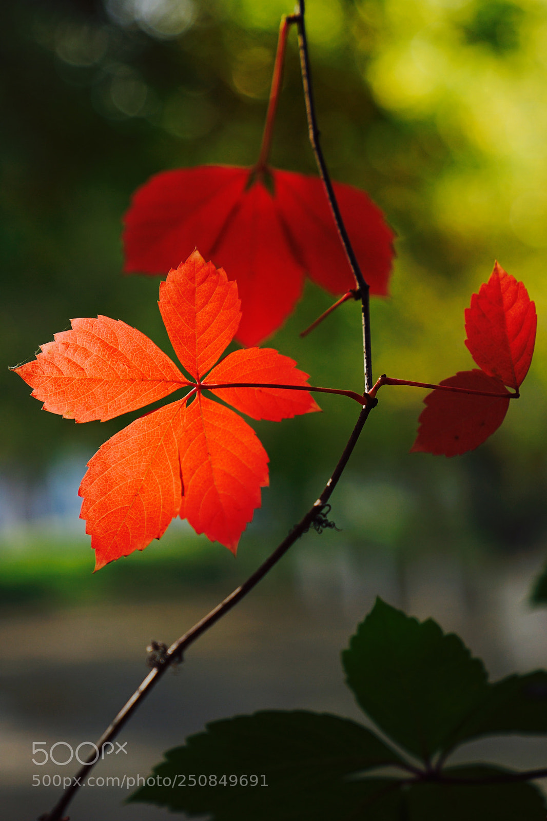 Sony a7 II sample photo. Untitled photography