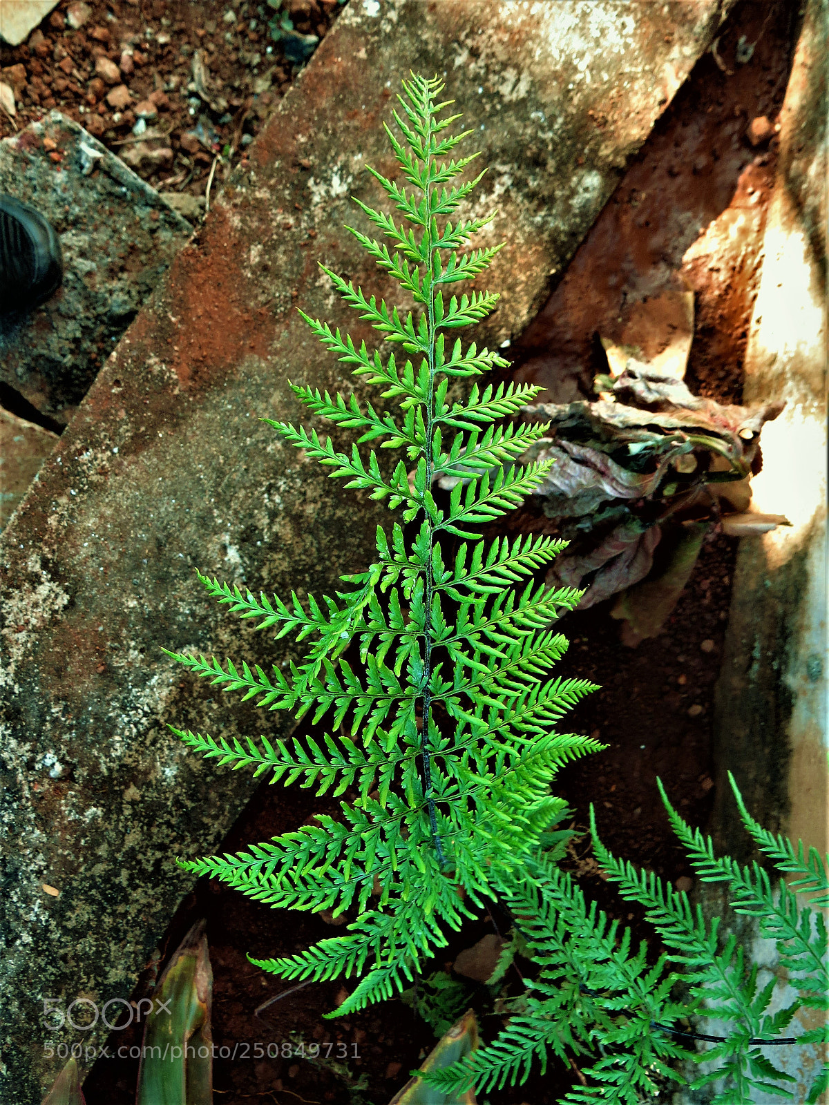 Canon PowerShot SX50 HS sample photo. Fern photography