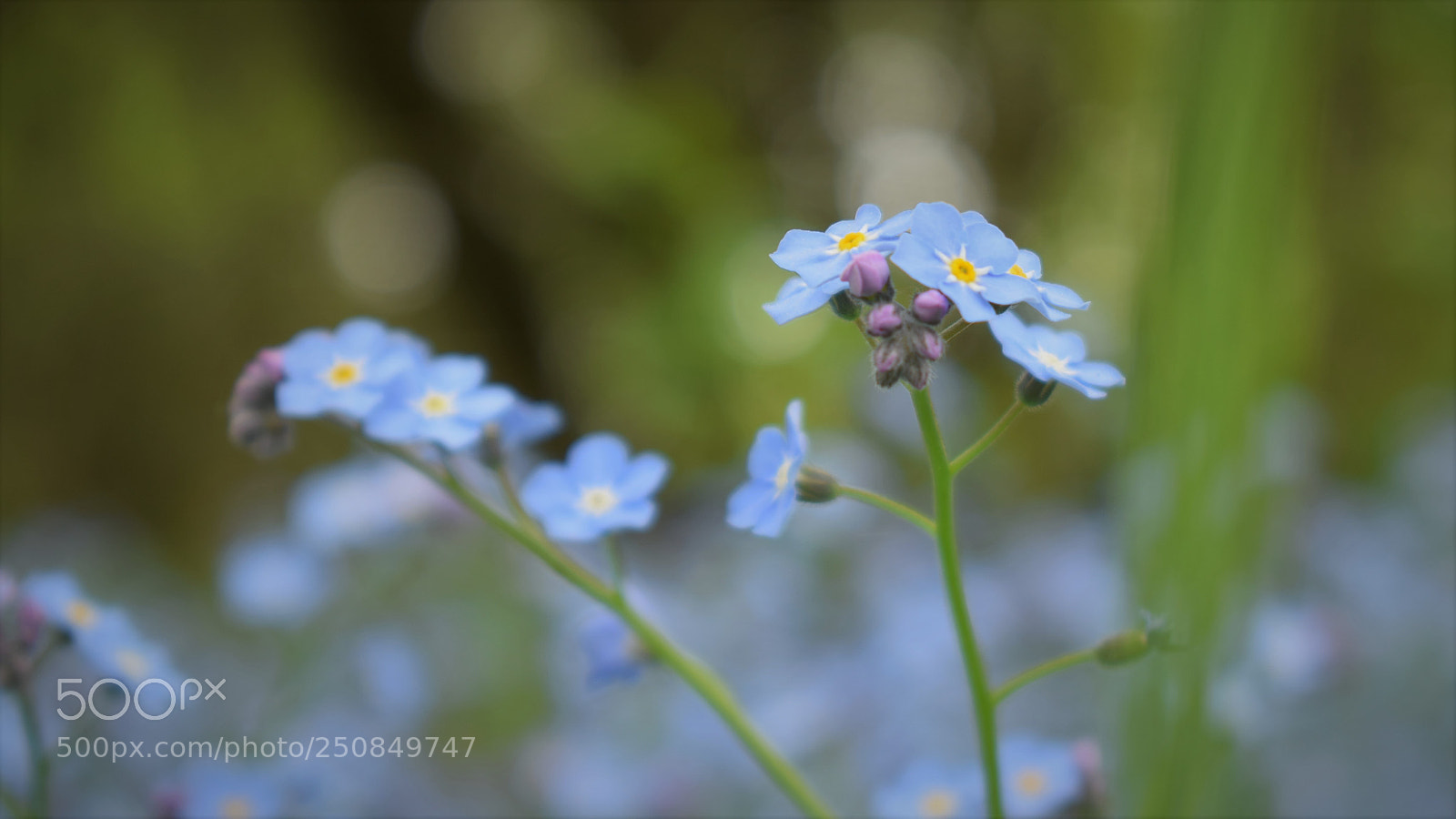 Nikon D5300 sample photo. Floret photography