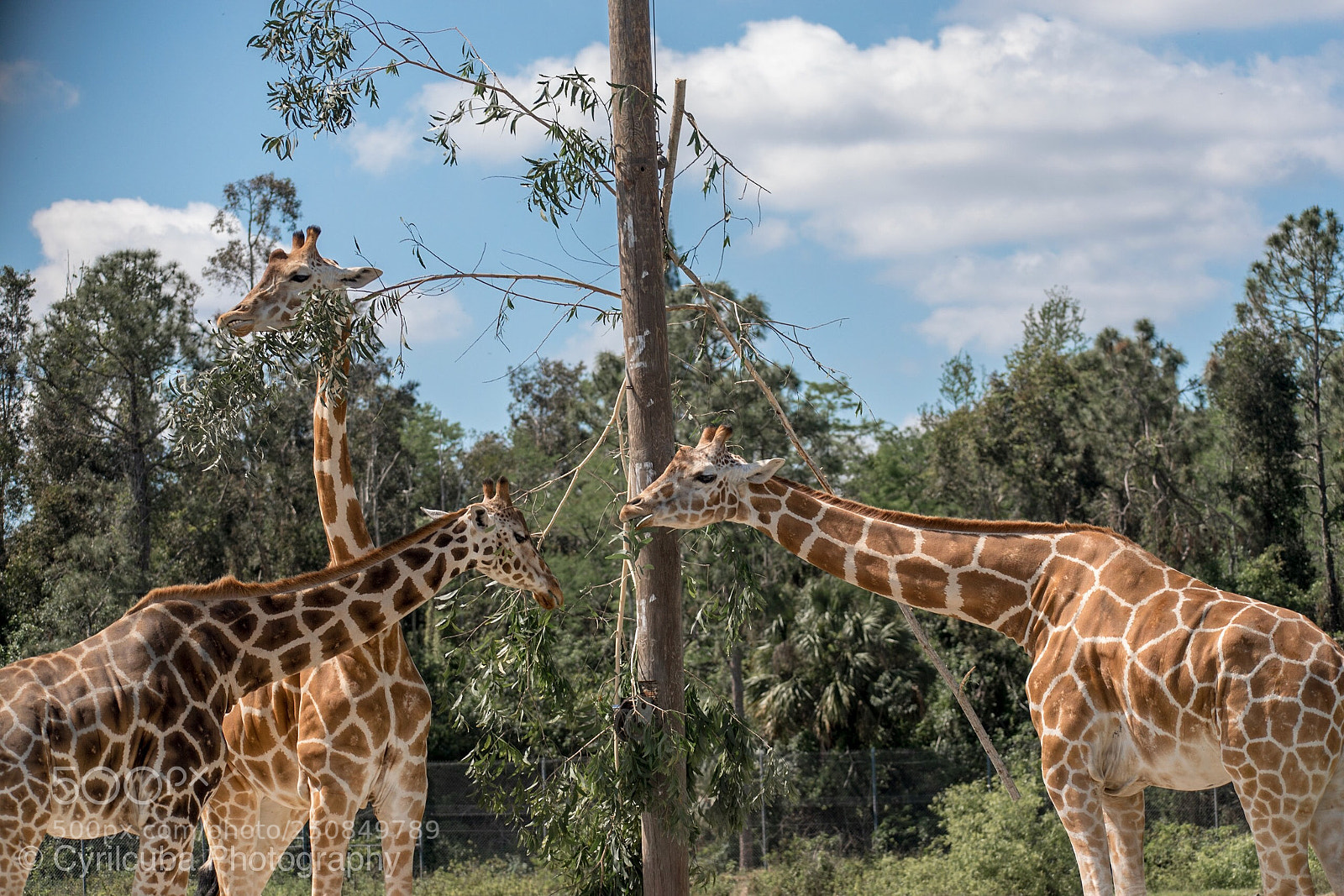 Nikon D5500 sample photo. Giraffe  photography