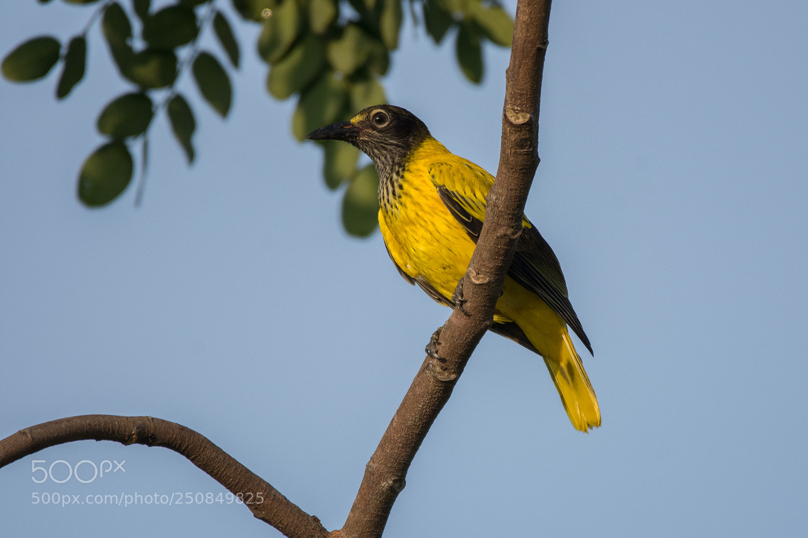Nikon D7200 sample photo. Black hooded oriole (dsc_5603) photography