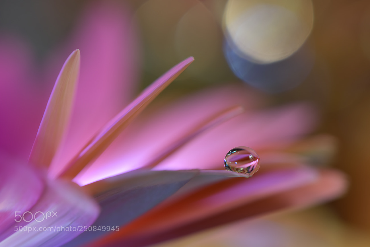 Nikon D810 sample photo. A world beyond.. photography