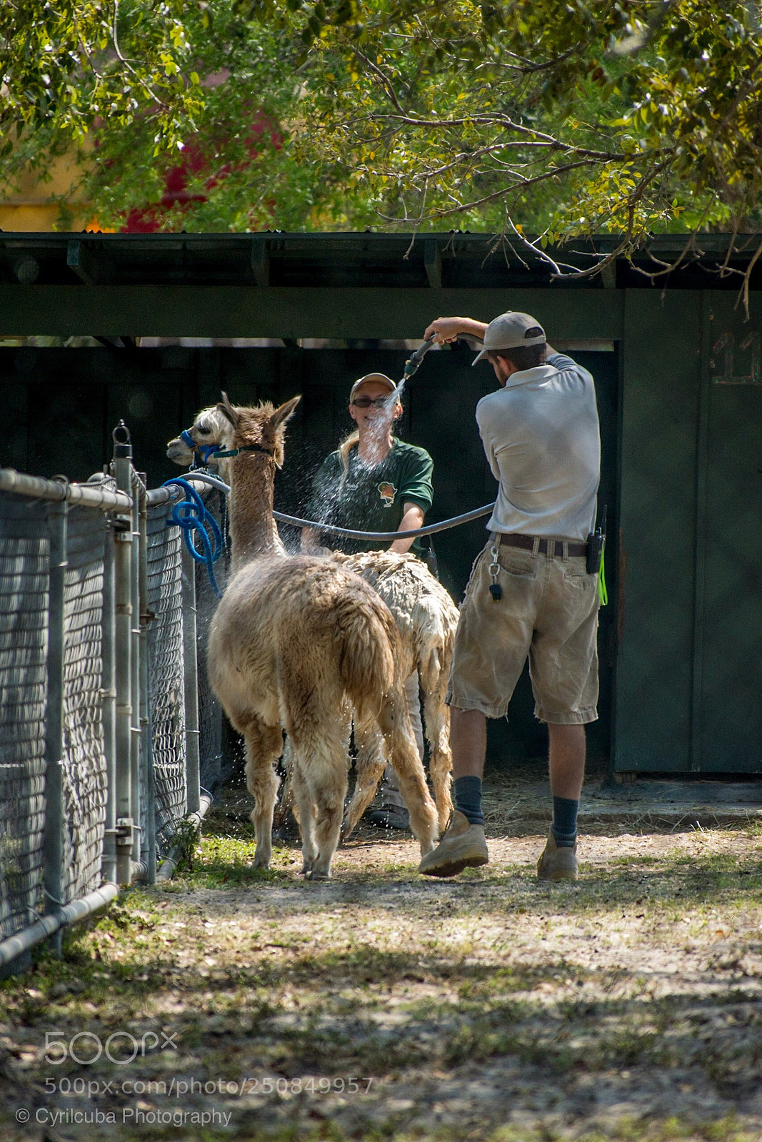 Nikon D5500 sample photo. Lama bath time  photography