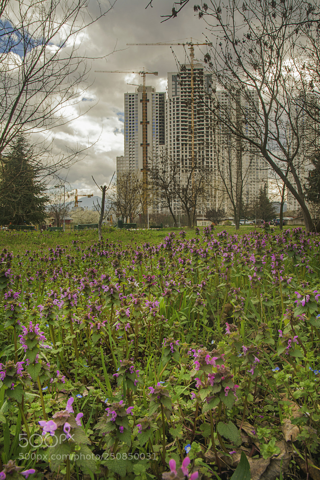 Nikon D5200 sample photo. Spring in skopje, macedonia photography