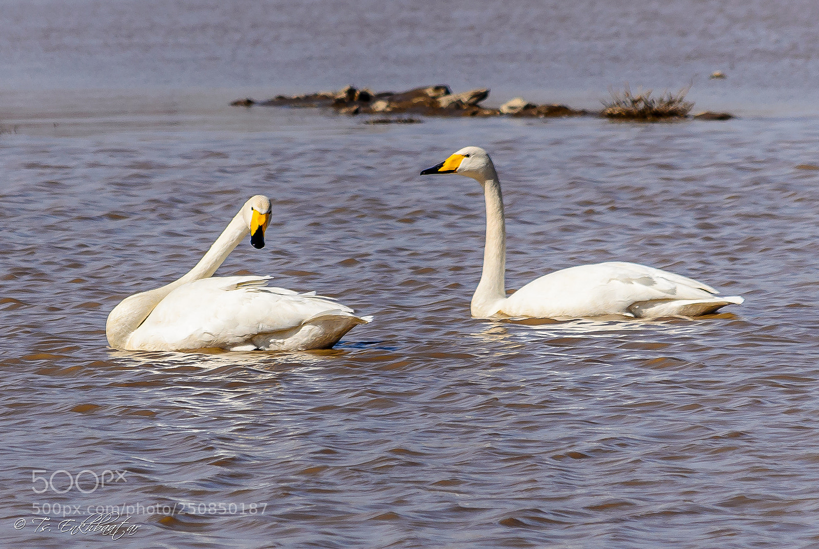 Nikon D5100 sample photo. Swan photography