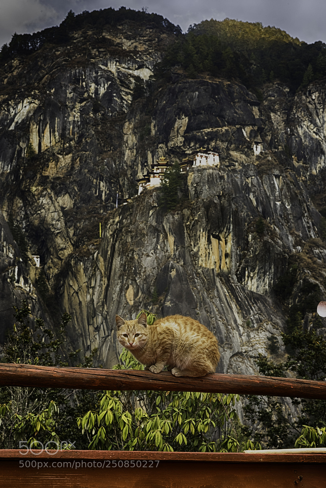 Nikon D810 sample photo. The cat at tiger's photography