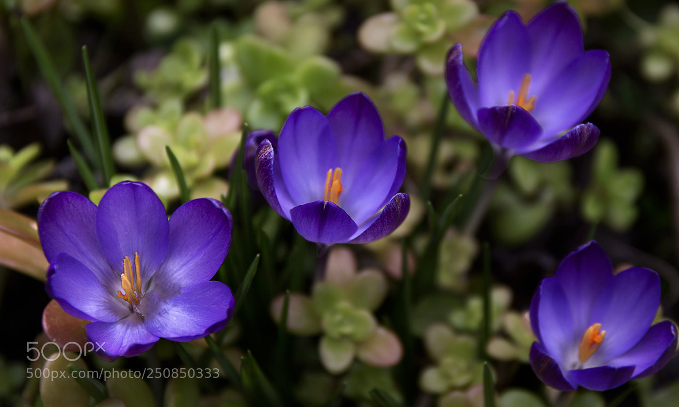 Canon EOS 70D sample photo. Suffron purple photography