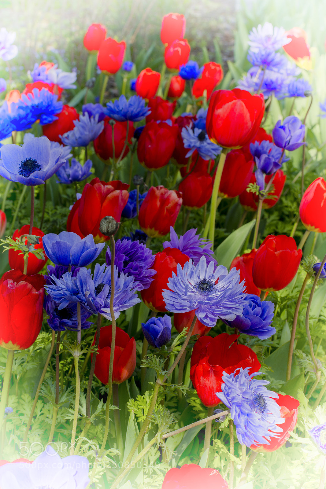 Nikon D5100 sample photo. Spring mix photography
