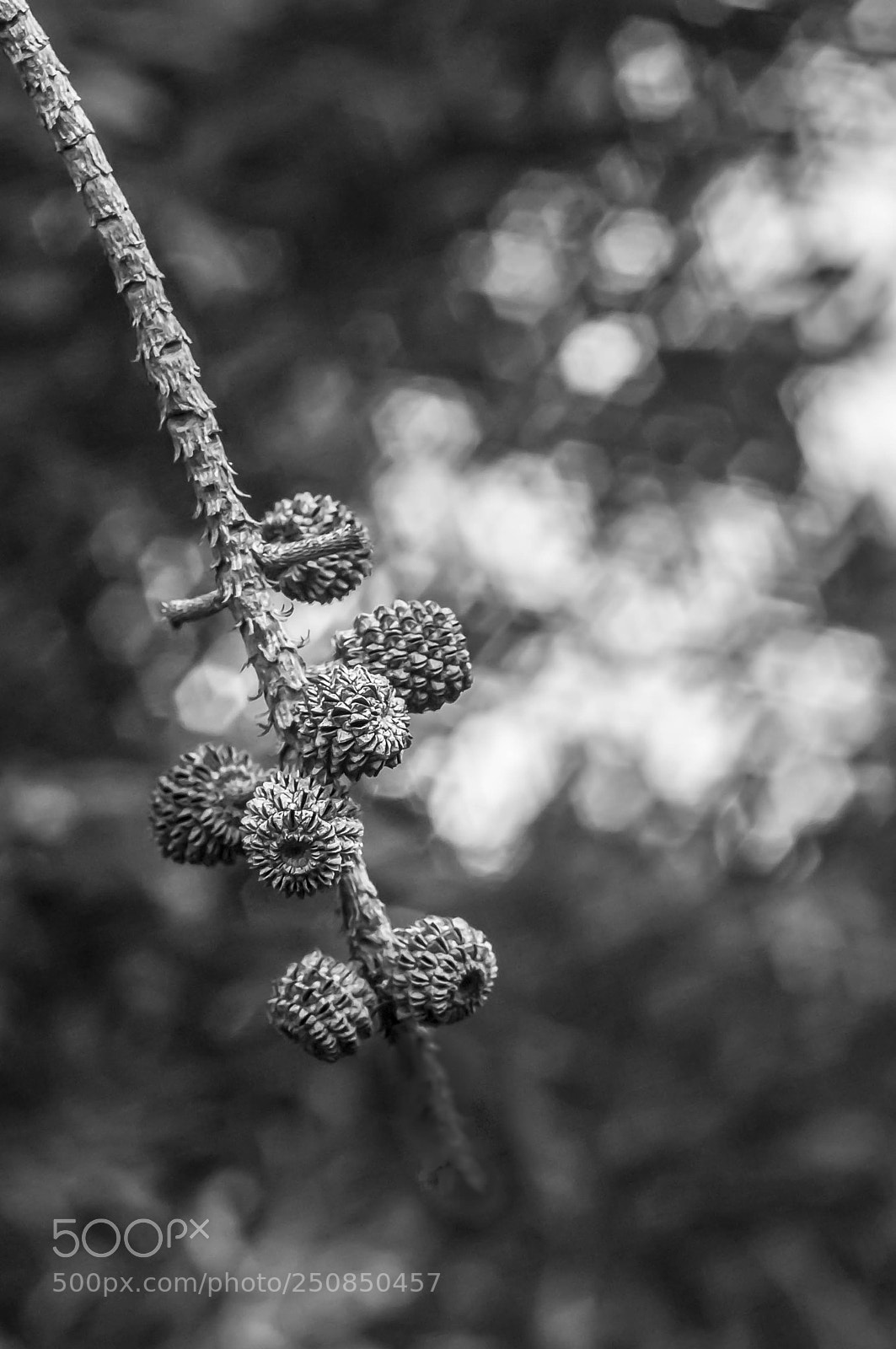 Pentax K20D sample photo. Clochettes photography