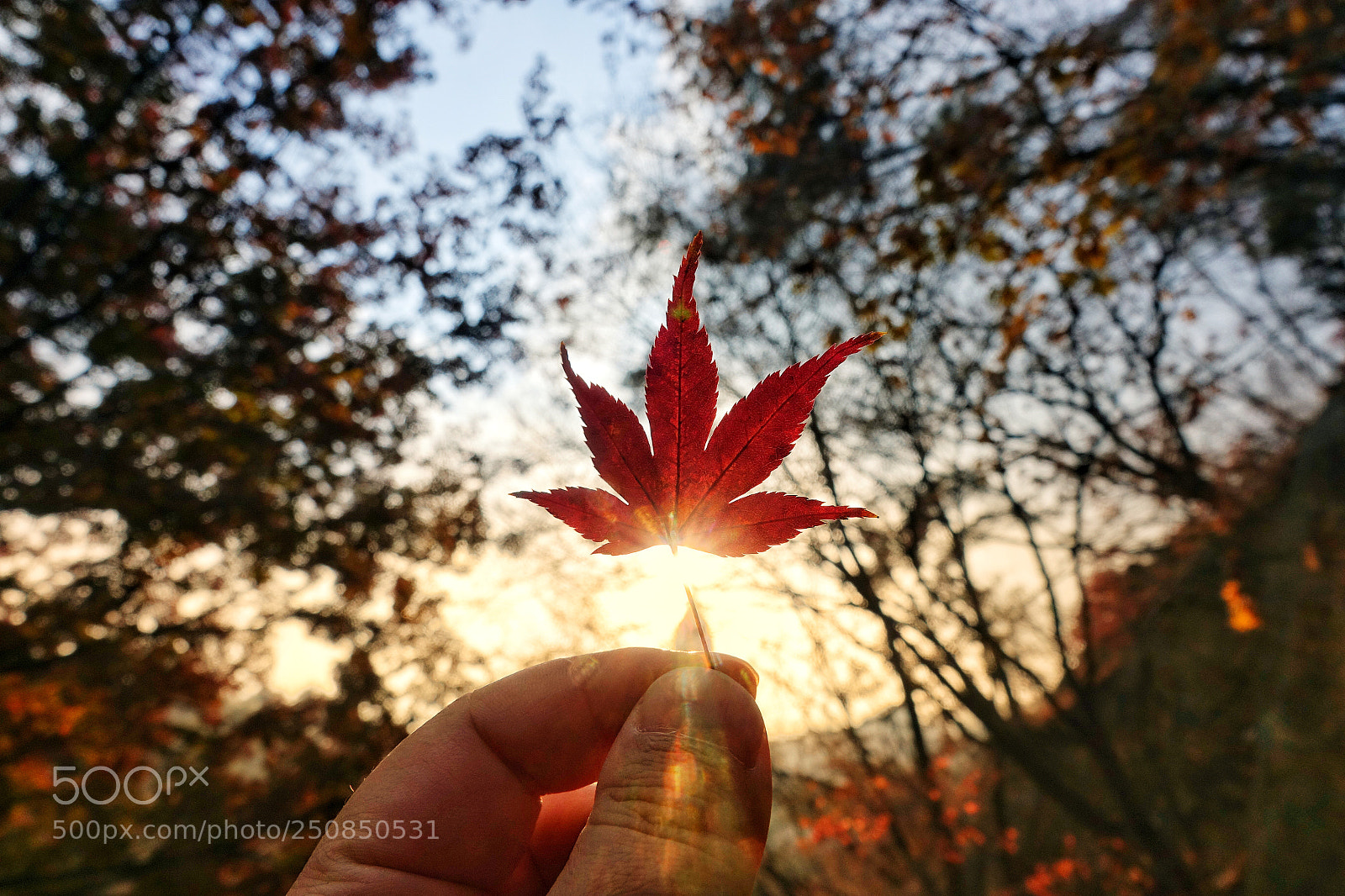 Sony Cyber-shot DSC-RX10 III sample photo. Memories of autumn photography