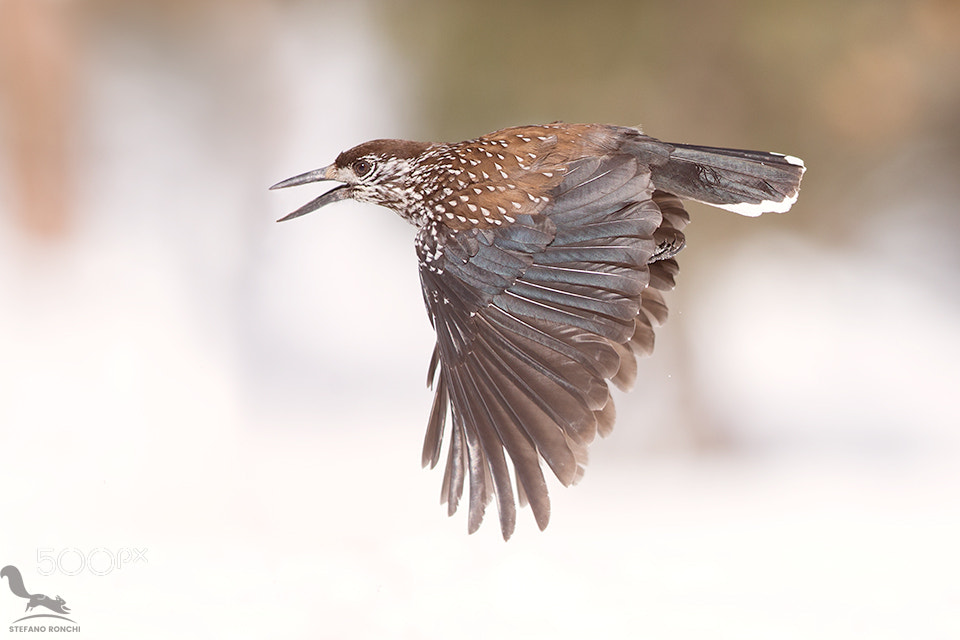 Canon EOS-1D X sample photo. Fly photography
