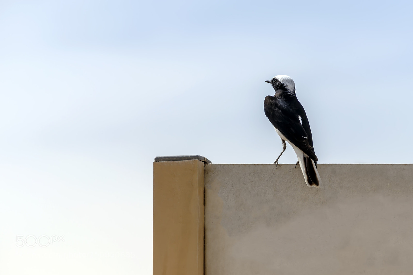 Canon EOS 80D sample photo. A rocky bird sits photography