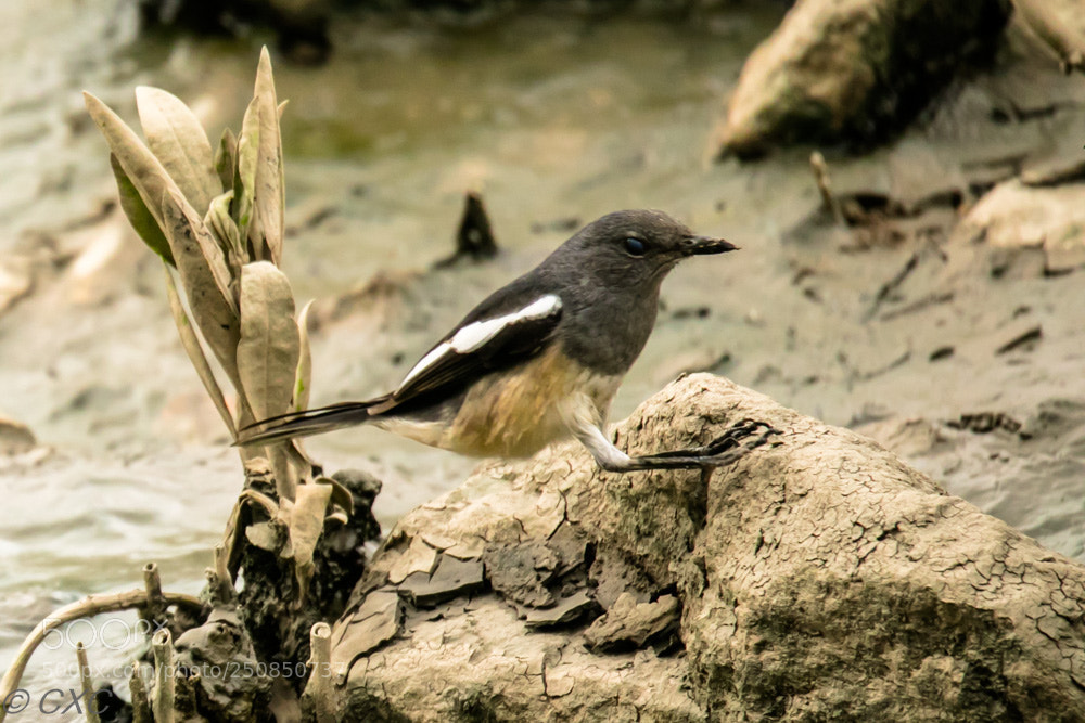 Canon EOS 5D Mark IV sample photo. Birds -6 photography