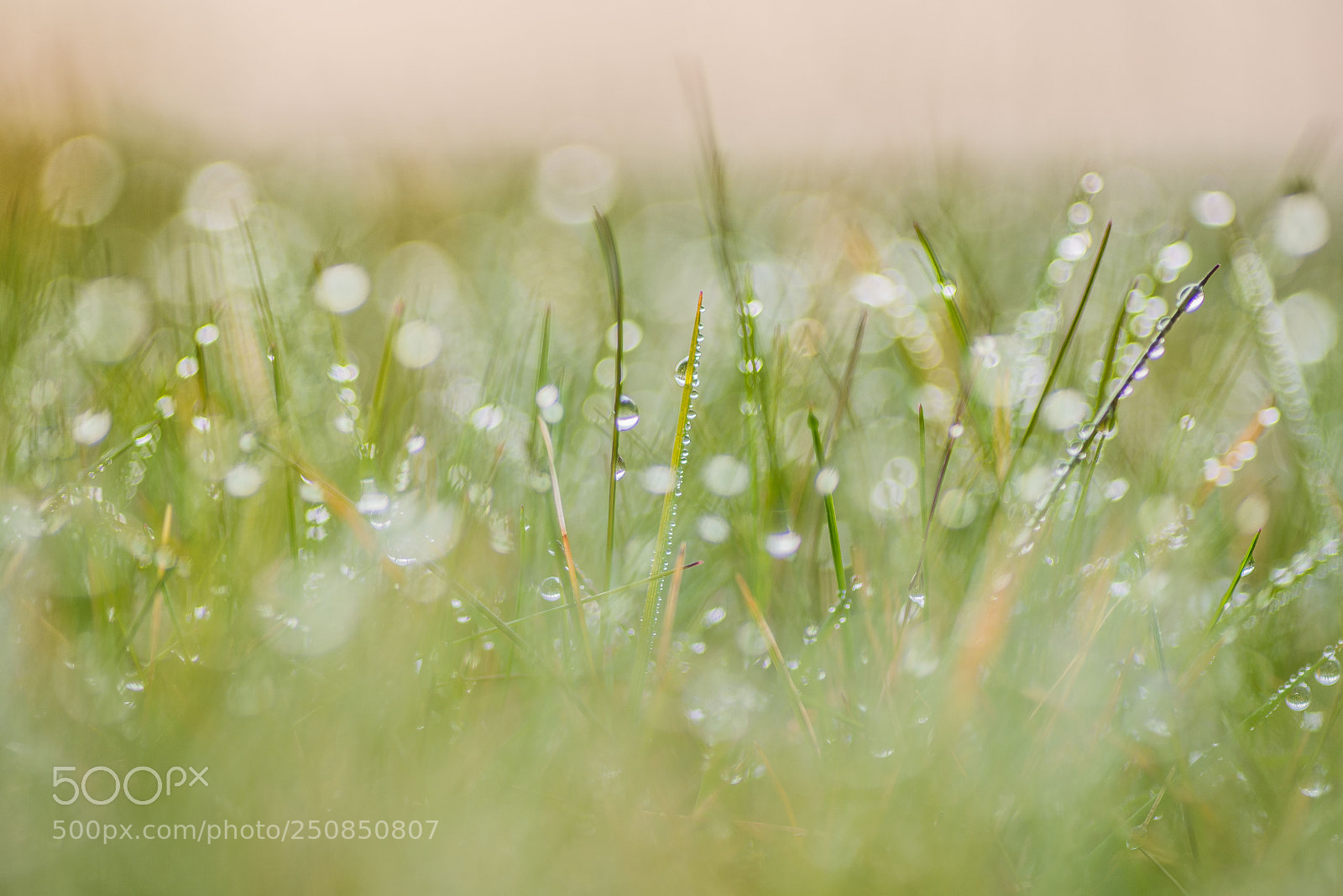 Nikon D600 sample photo. Lying in the grass photography